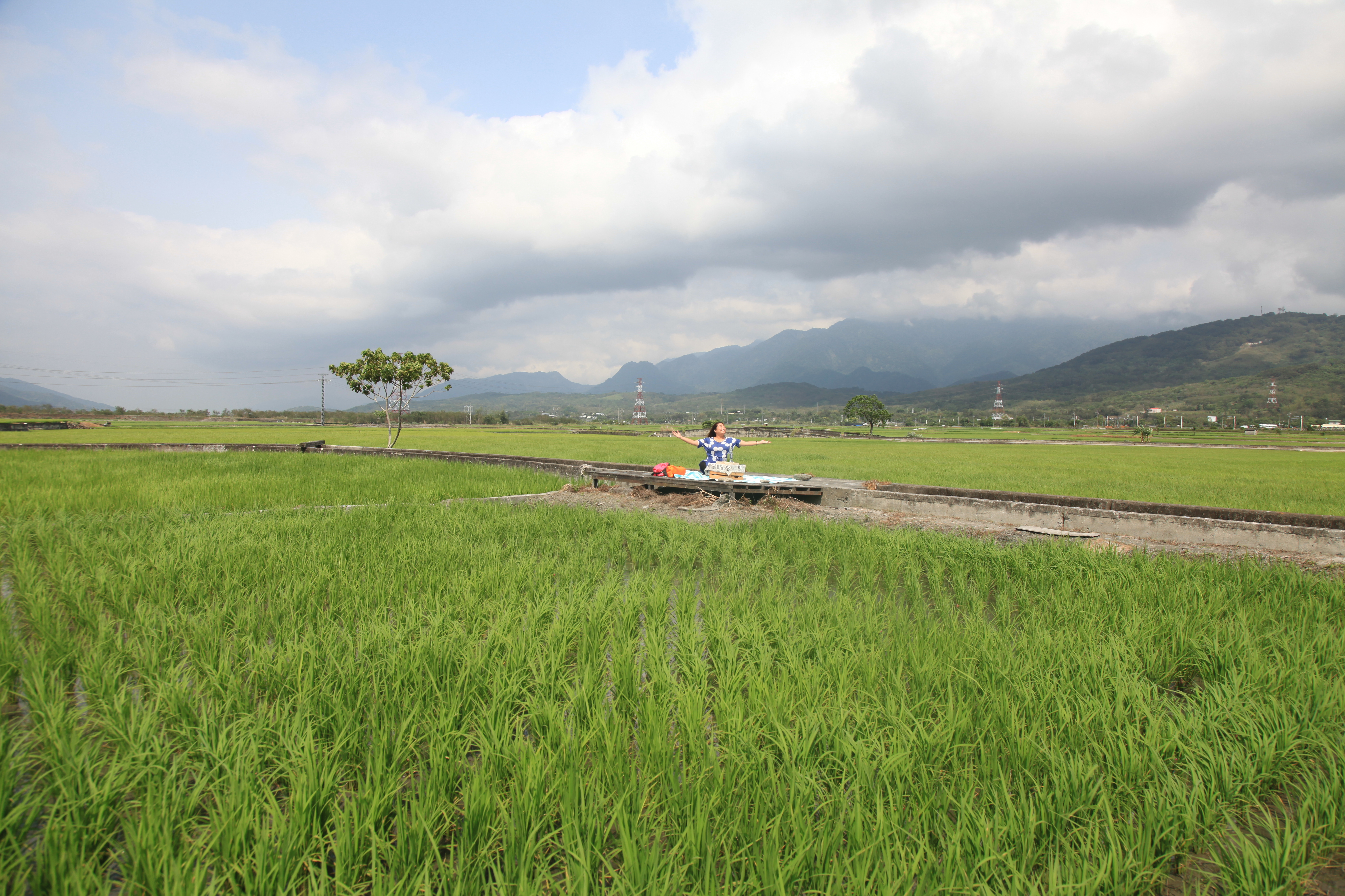 一望無際的稻田，是池上最美麗的風景。