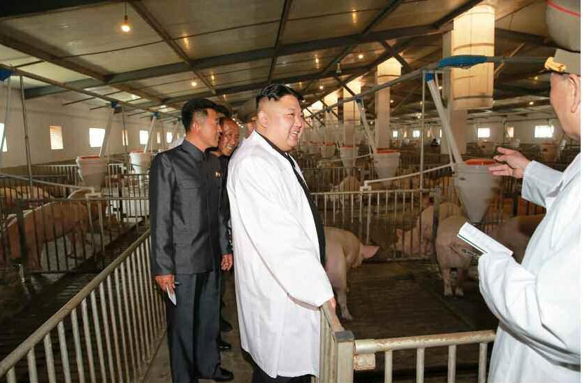 北韓爆出首起非洲豬瘟案例,主動通報世界動物組織(OIE)。圖為金正恩前年訪視北韓空軍部隊豬農場的畫面。(東方IC)