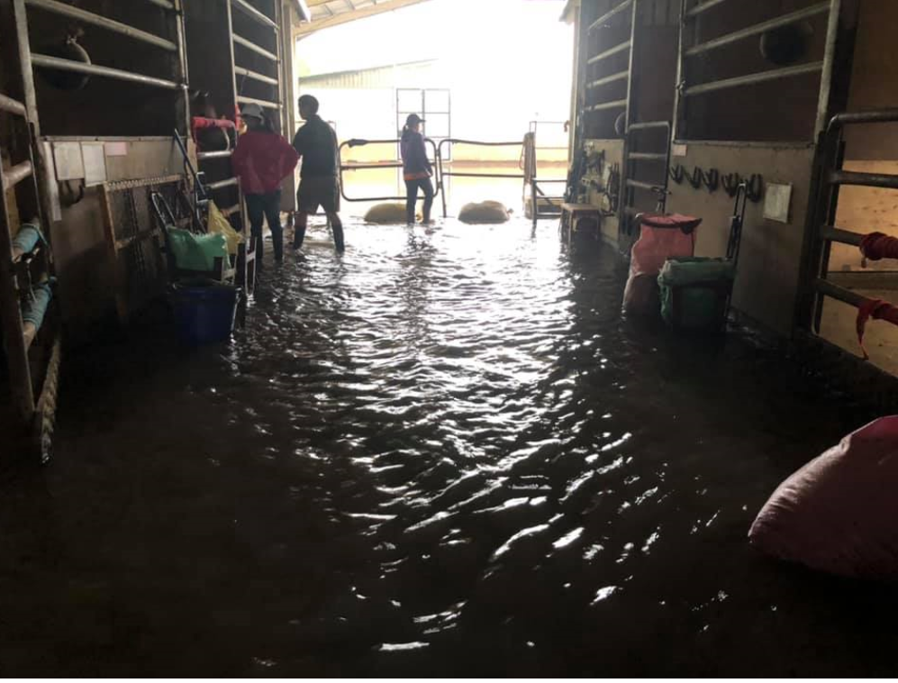 5月中連日豪雨，新屋馬場大淹水，馬術治療中心希望能另覓更適合的場地，讓治療能順利進行下去。（台灣馬術治療中心提供）