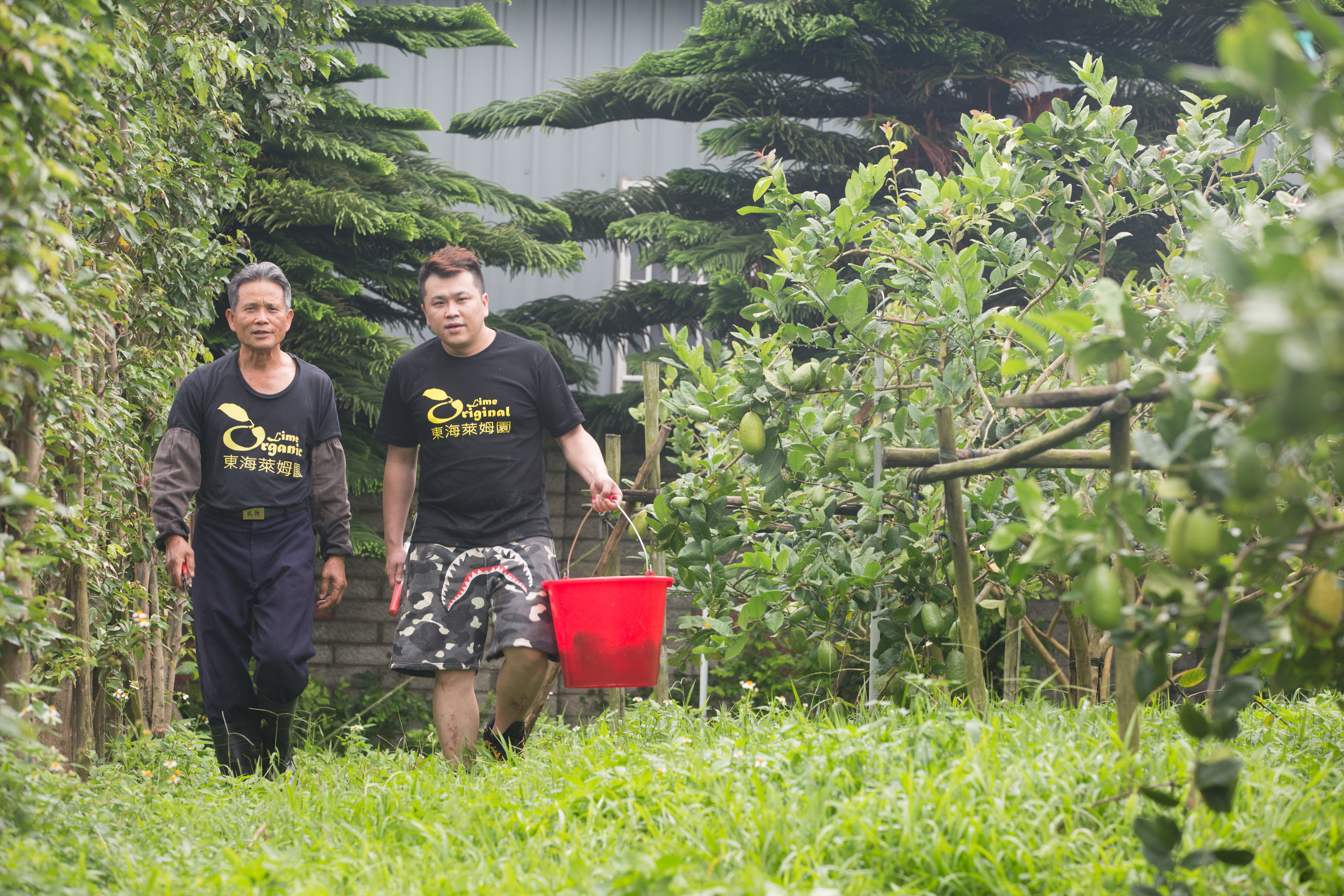 曾俊豪的父親曾文增是台灣無毒栽種萊姆第一人。曾俊豪口中雖說最恨務農，其實一直希望能把父親的好東西推廣出去。