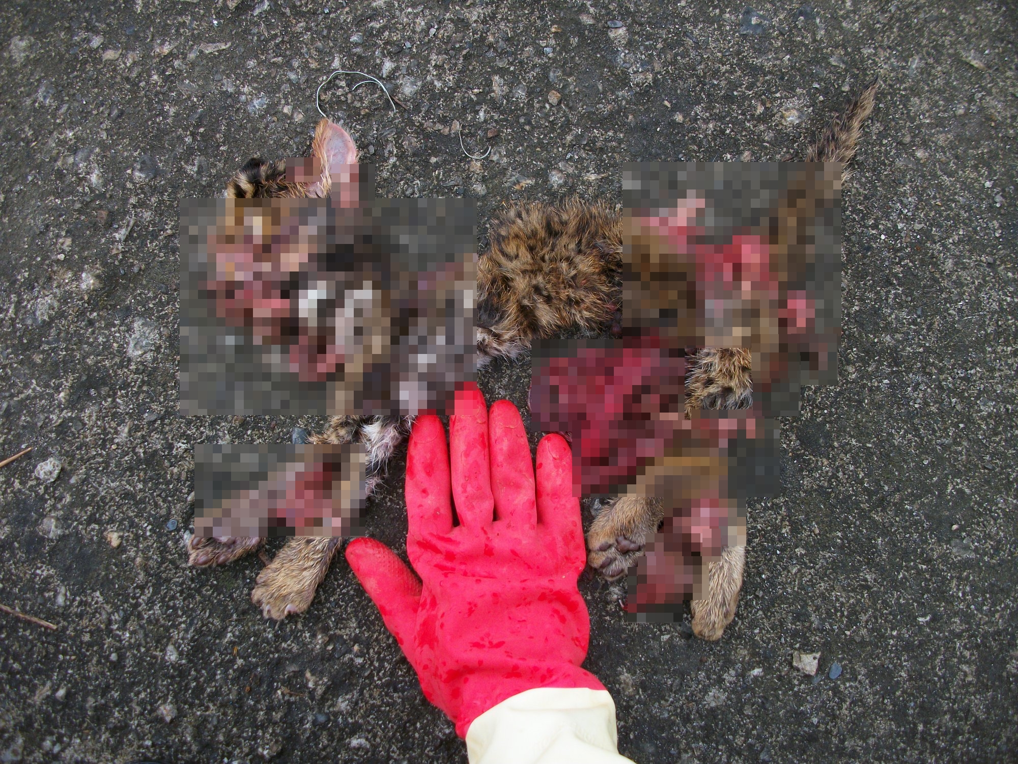 石虎baby來不及長大，便遭路殺，連屍體都拼不齊全。（翻攝自賴玉菁臉書）