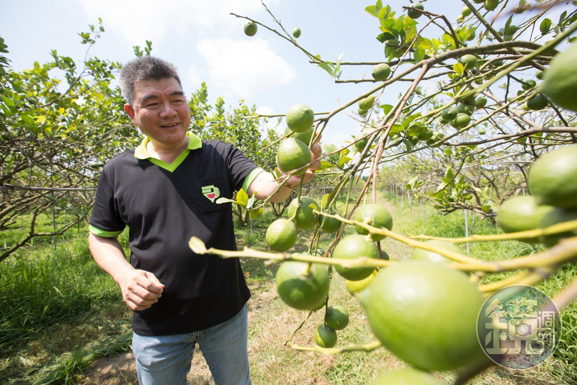蔡耀輝每年的檸檬採購量達1萬多噸,被稱為「台灣檸檬王」。