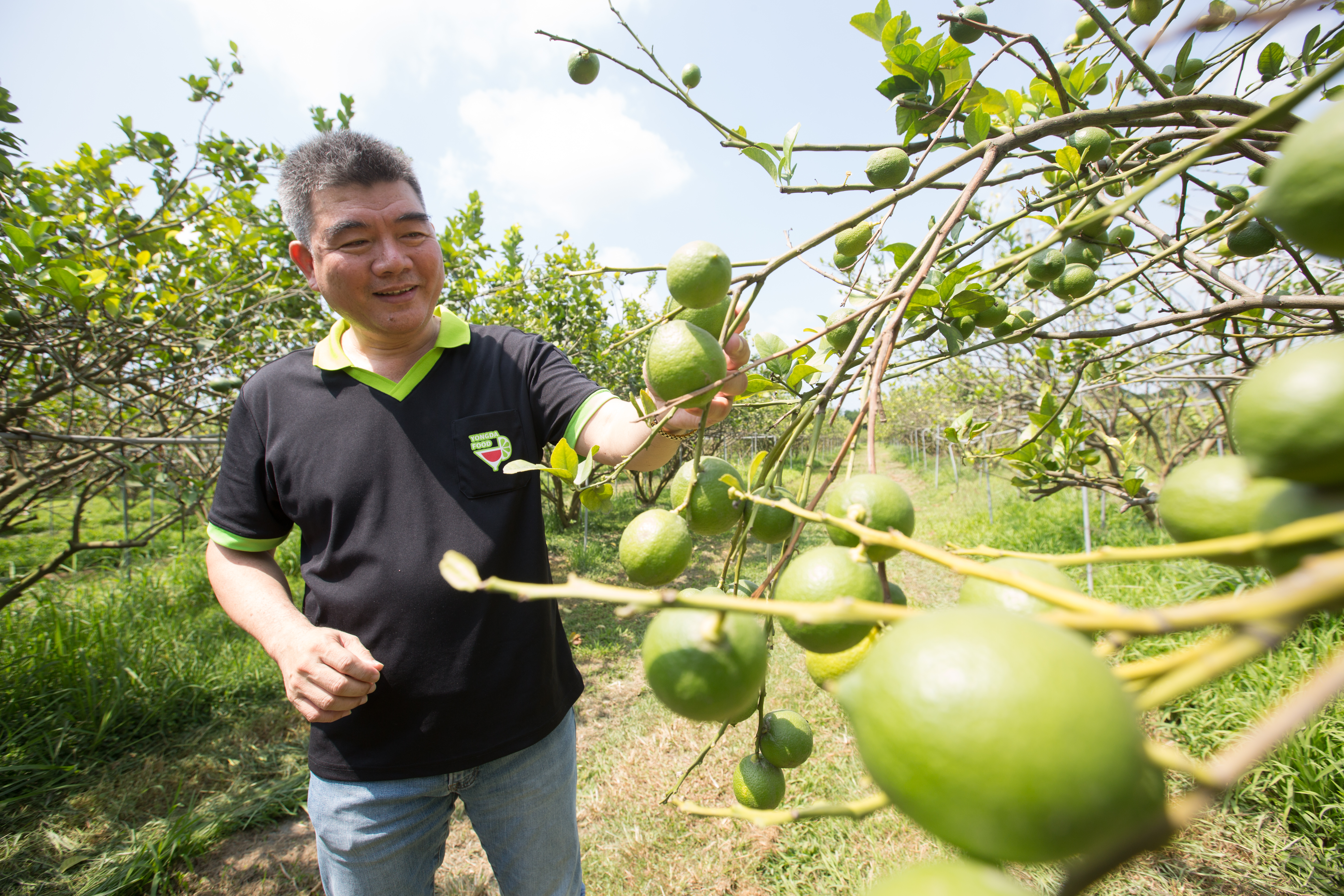 蔡耀輝每年的檸檬採購量達1萬多噸，被稱為「台灣檸檬王」。