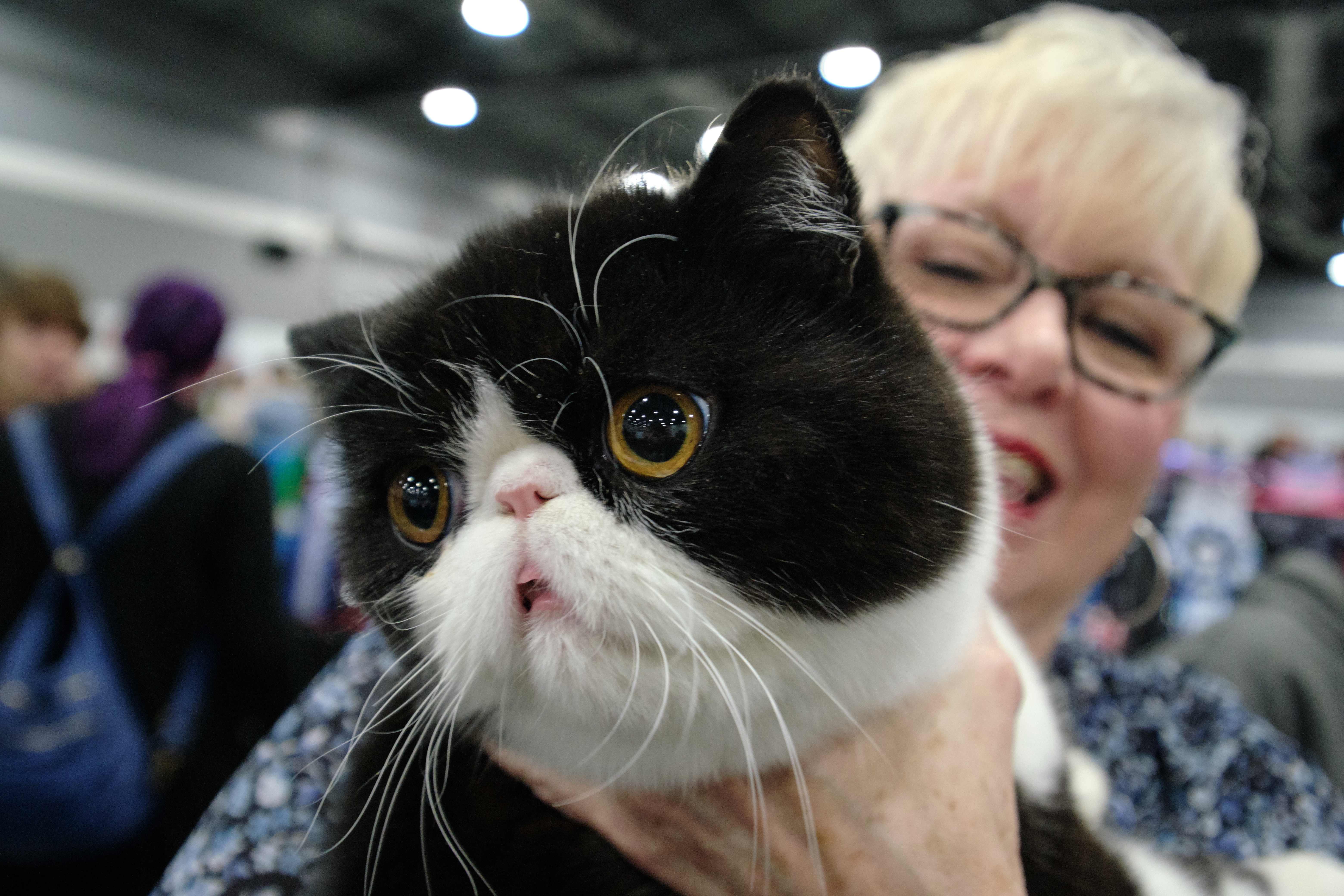 美國有多達1/4的貓咪被執行去爪手術。（東方IC）