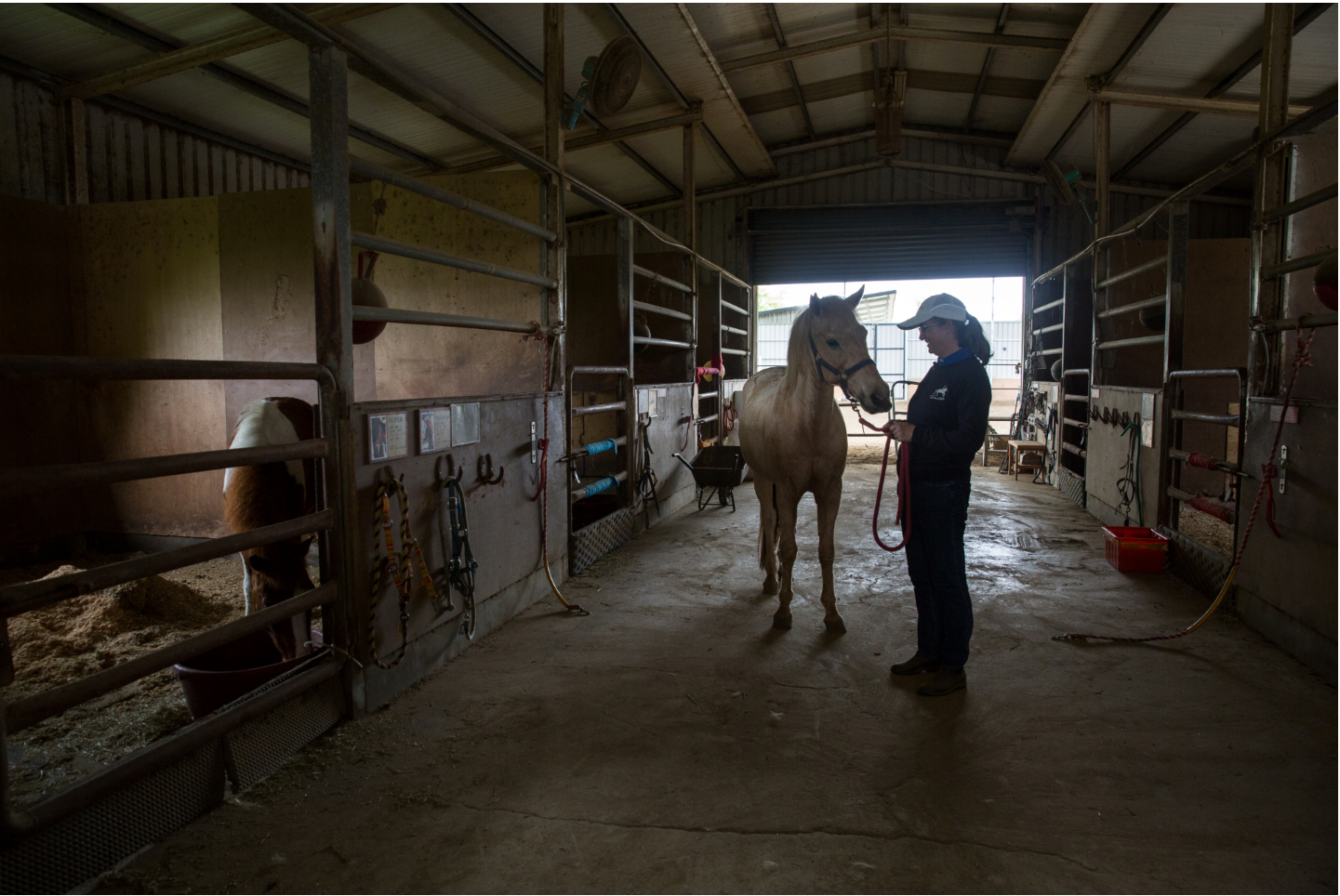 台灣馬術治療中心對待這些「馬醫生」又尊重又呵護，因為牠們是夥伴，是家人。圖為台灣馬術治療中心顧問Uta（林嫵恬）。
