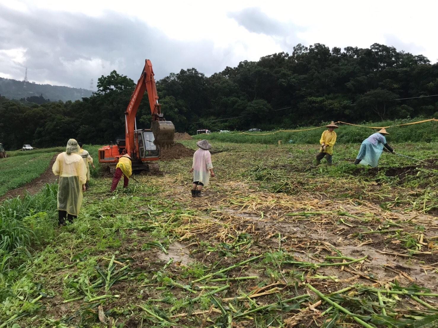 飛牛牧場外圍租賃玉米田遭秋行軍蟲入侵,防檢局下午已進行掩埋銷毀。(飛牛牧場提供)