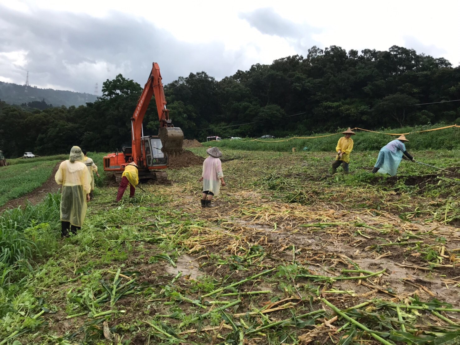 飛牛牧場外圍租賃玉米田遭秋行軍蟲入侵,防檢局下午已進行掩埋銷毀。(飛牛牧場提供)