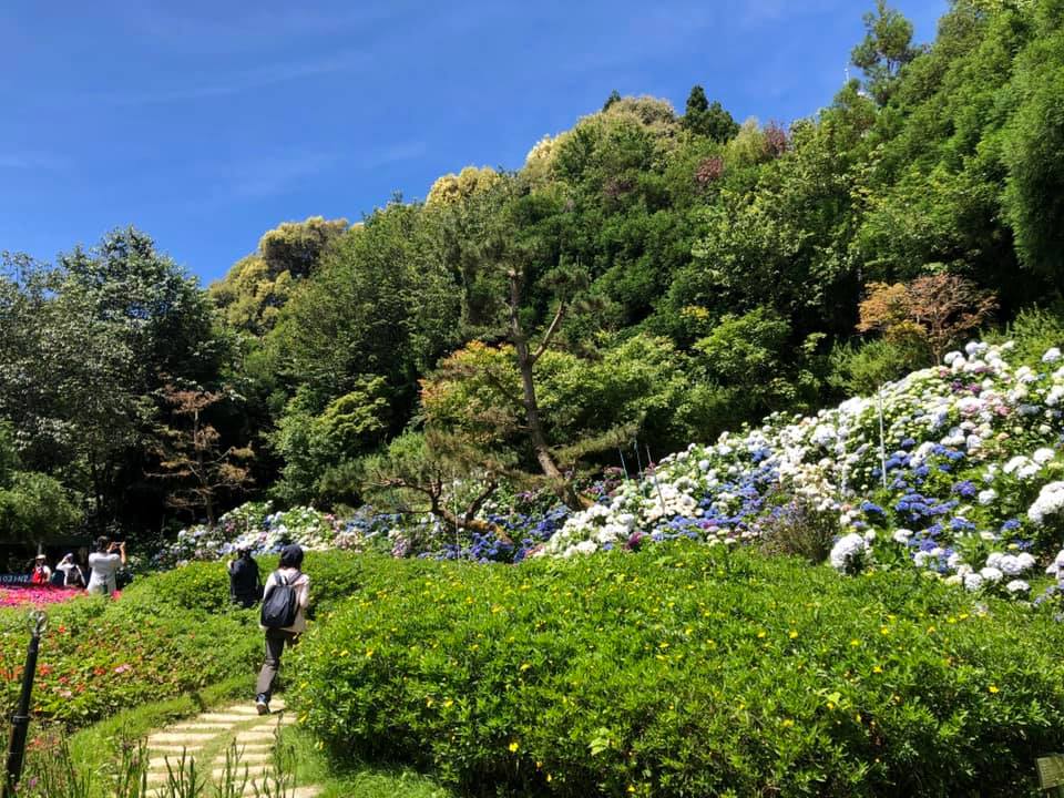 現正值繡球花盛開時節,農場吸引無數愛花遊客。(雪霸休閒農場提供)