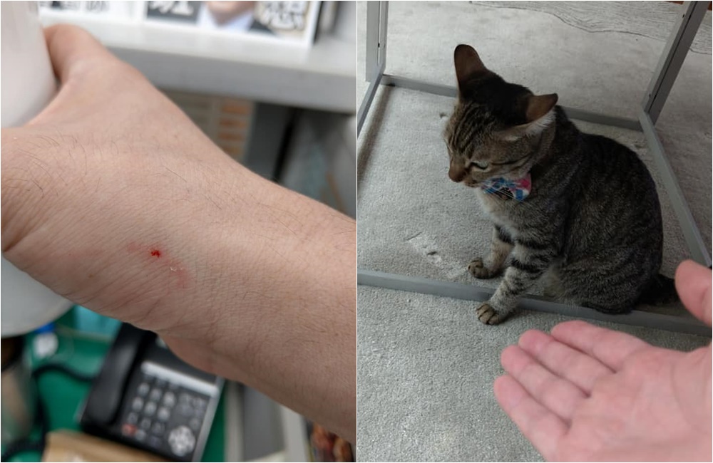 立委鄭運鵬在臉書貼出他逗總統愛貓「想想」，卻被咬一口的照片。（翻攝鄭運鵬臉書）