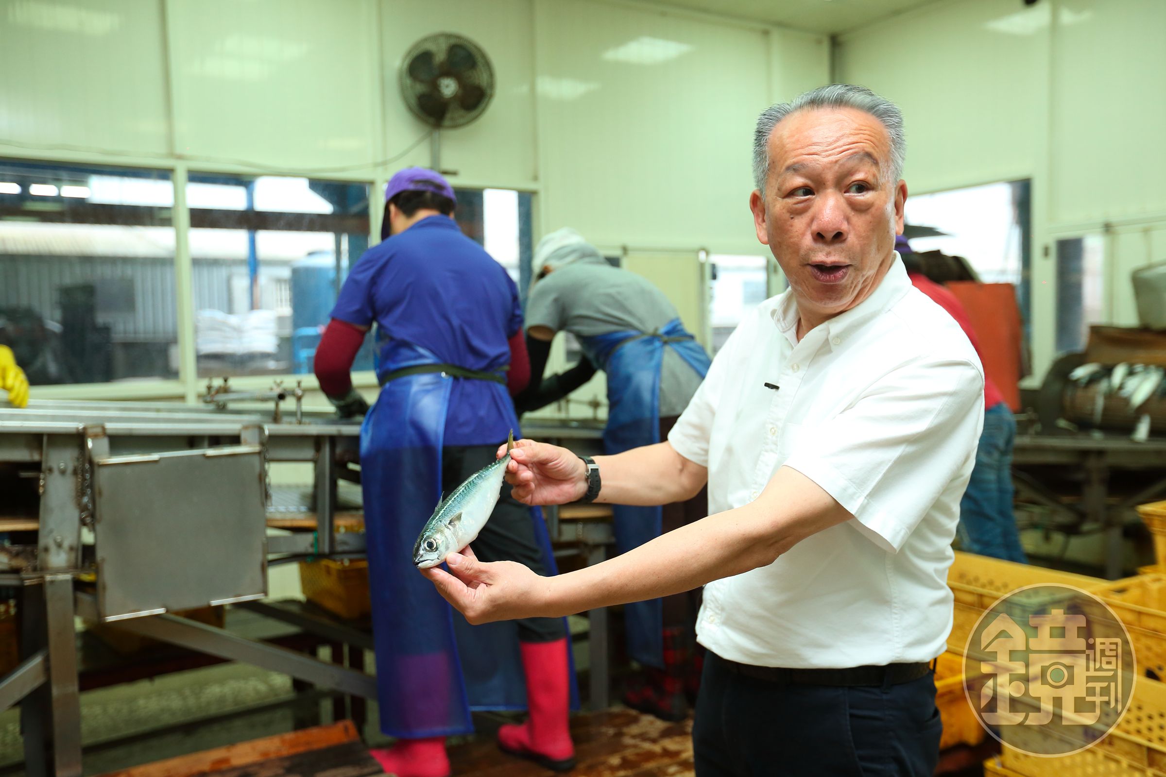 東和食品只向固定船家收購現撈鯖魚，吳宗賢從魚眼、魚皮一眼就能辨別是否新鮮，從源頭確保品質。