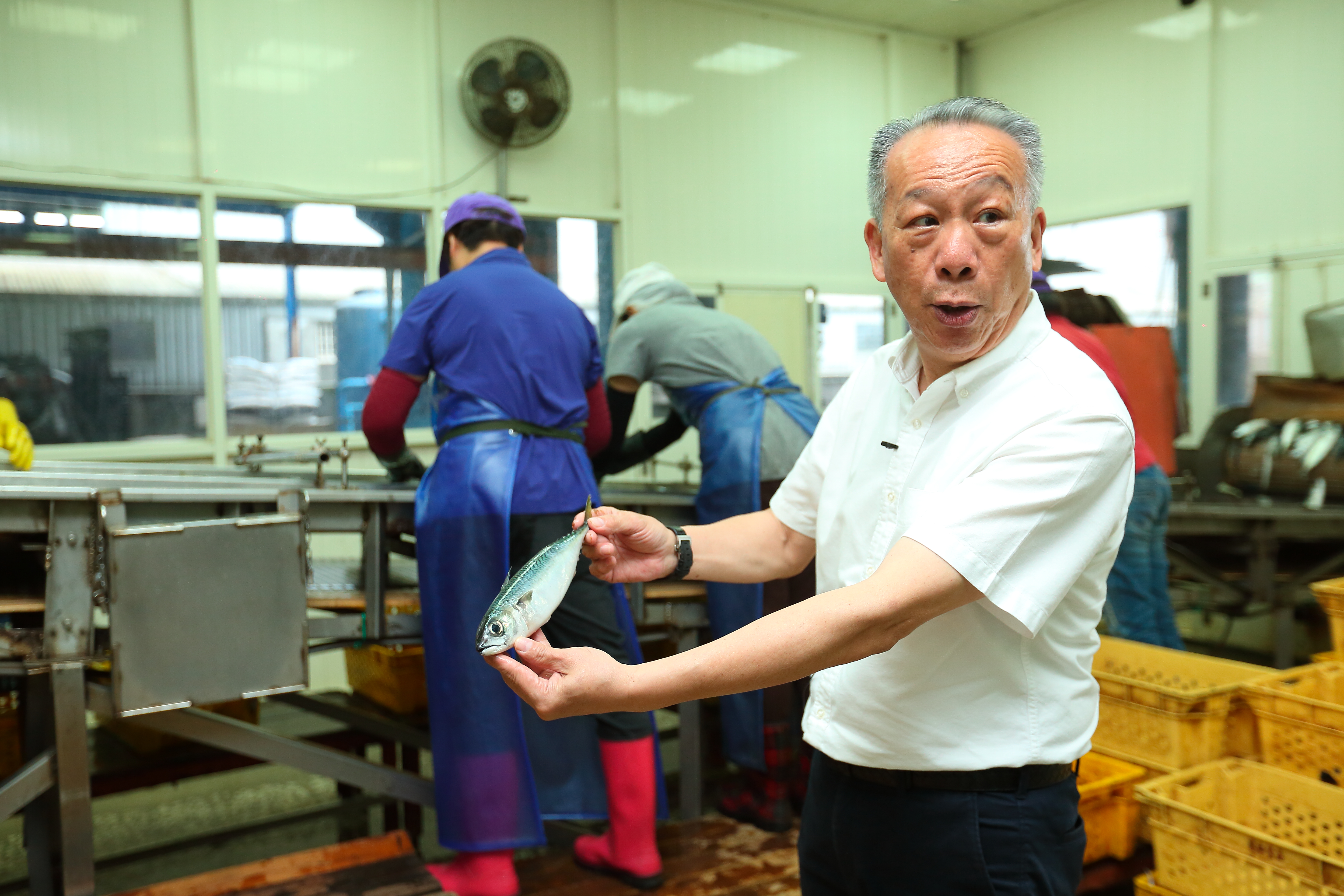 東和食品只向固定船家收購現撈鯖魚，吳宗賢從魚眼、魚皮一眼就能辨別是否新鮮，從源頭確保品質。