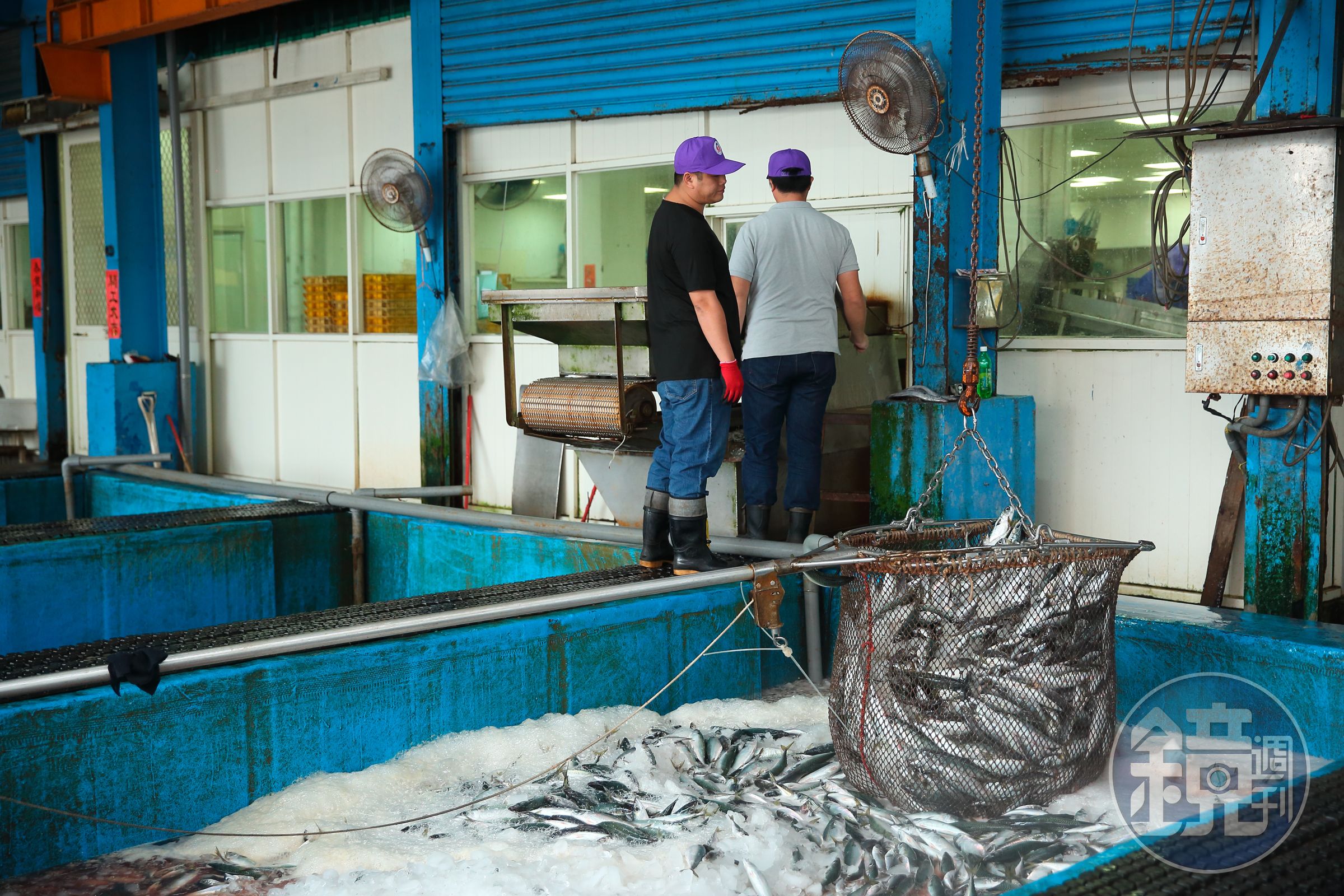 鯖魚肉質易腐敗，進入冷凍選別廠後，以冰塊與鹽水保持魚肉鮮度。