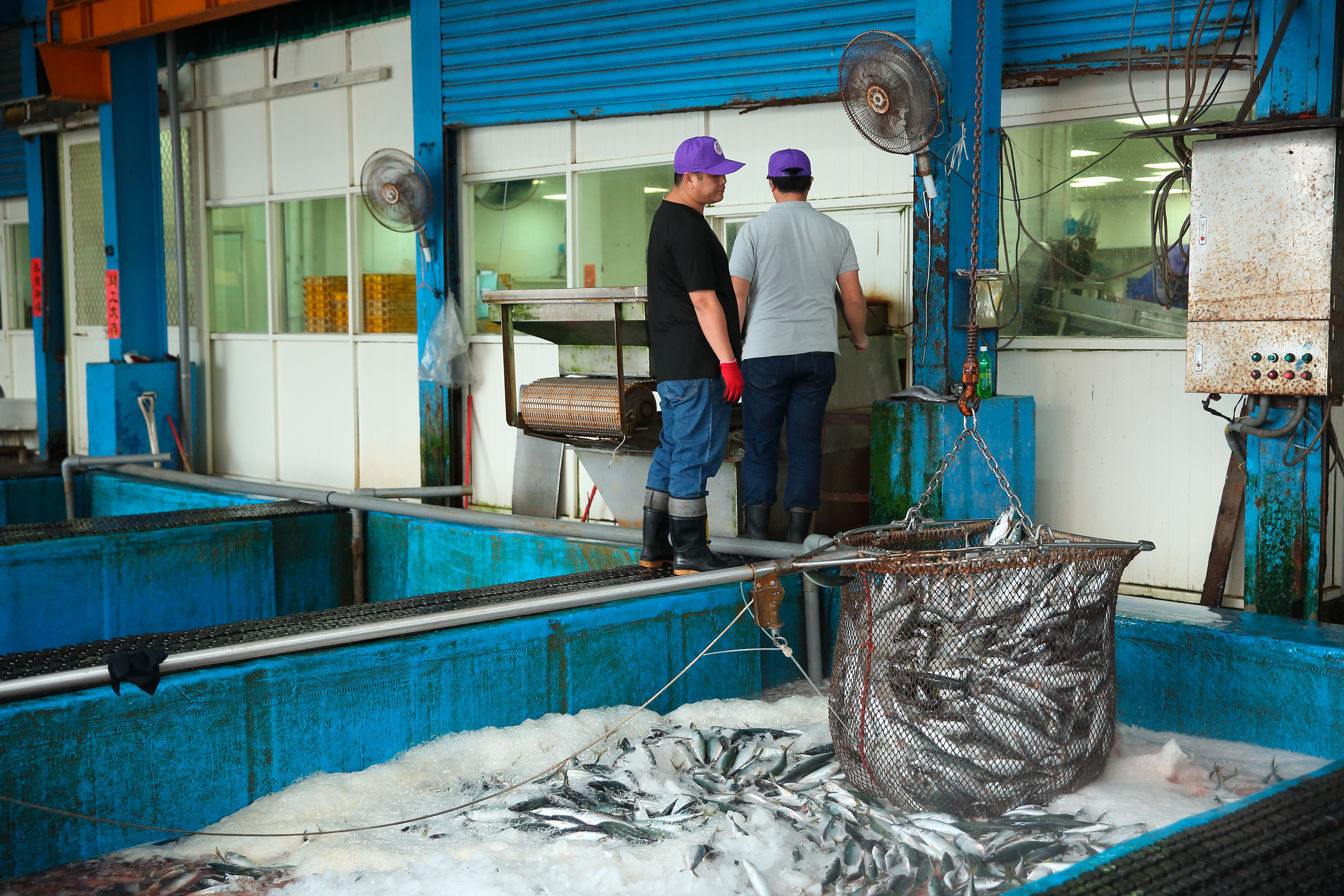 鯖魚肉質易腐敗，進入冷凍選別廠後，以冰塊與鹽水保持魚肉鮮度。