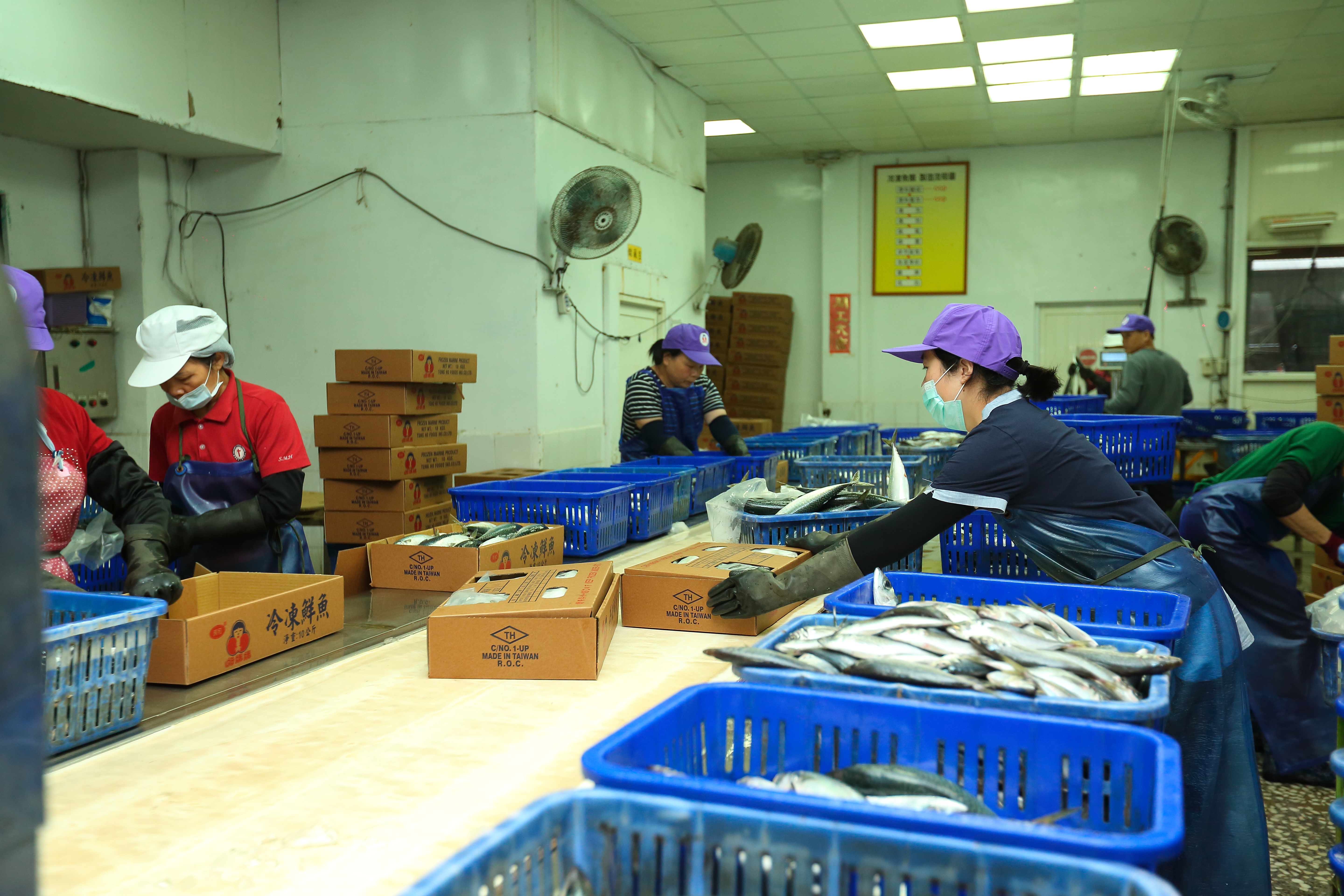 冷凍廠員工忙著快狠準選別，依魚的尺寸分篩出做為冷凍魚或罐頭的原料。