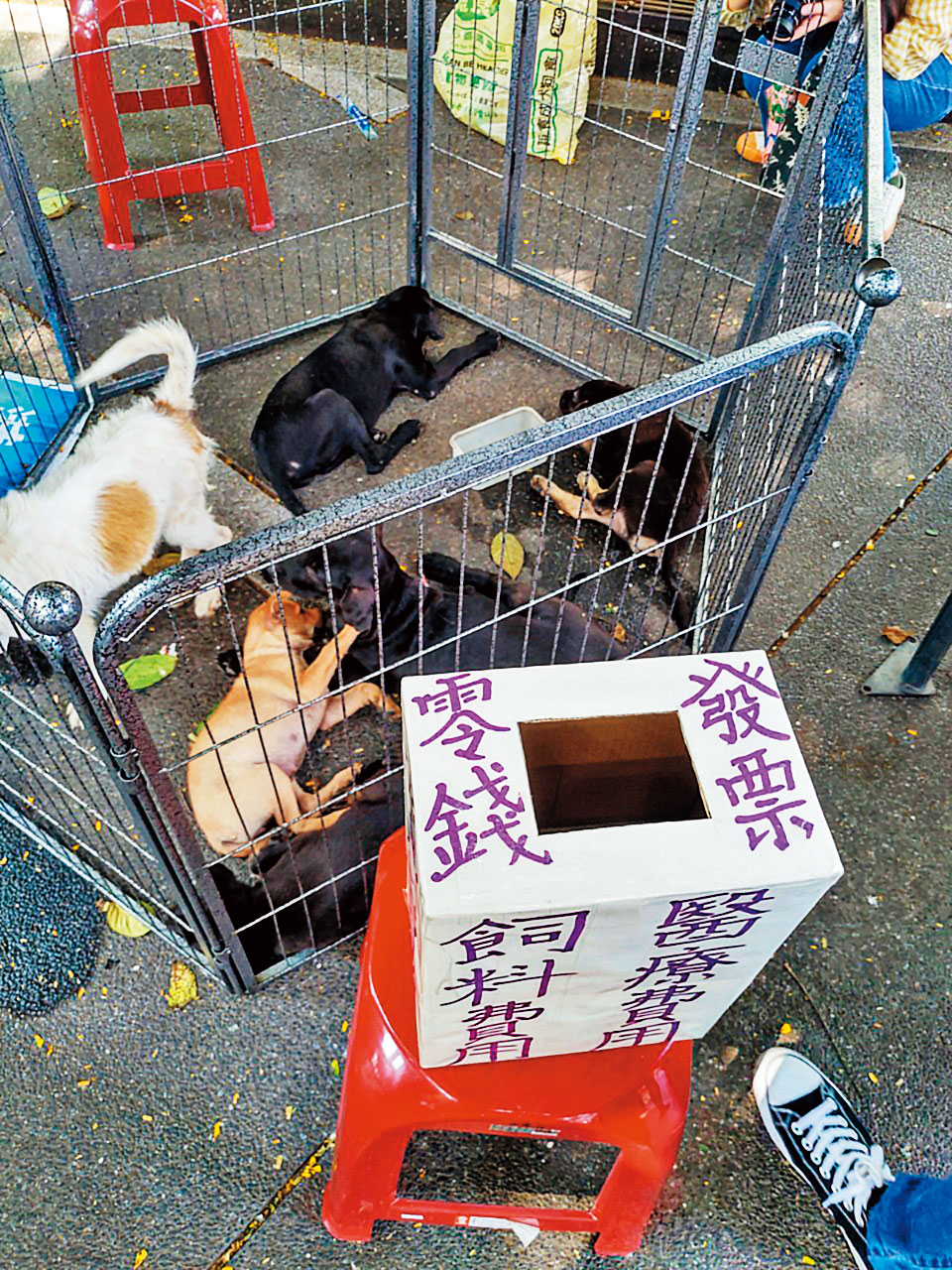 認養會場除了2攤成立協會，接受主管機關監督，其餘均屬非法募款。