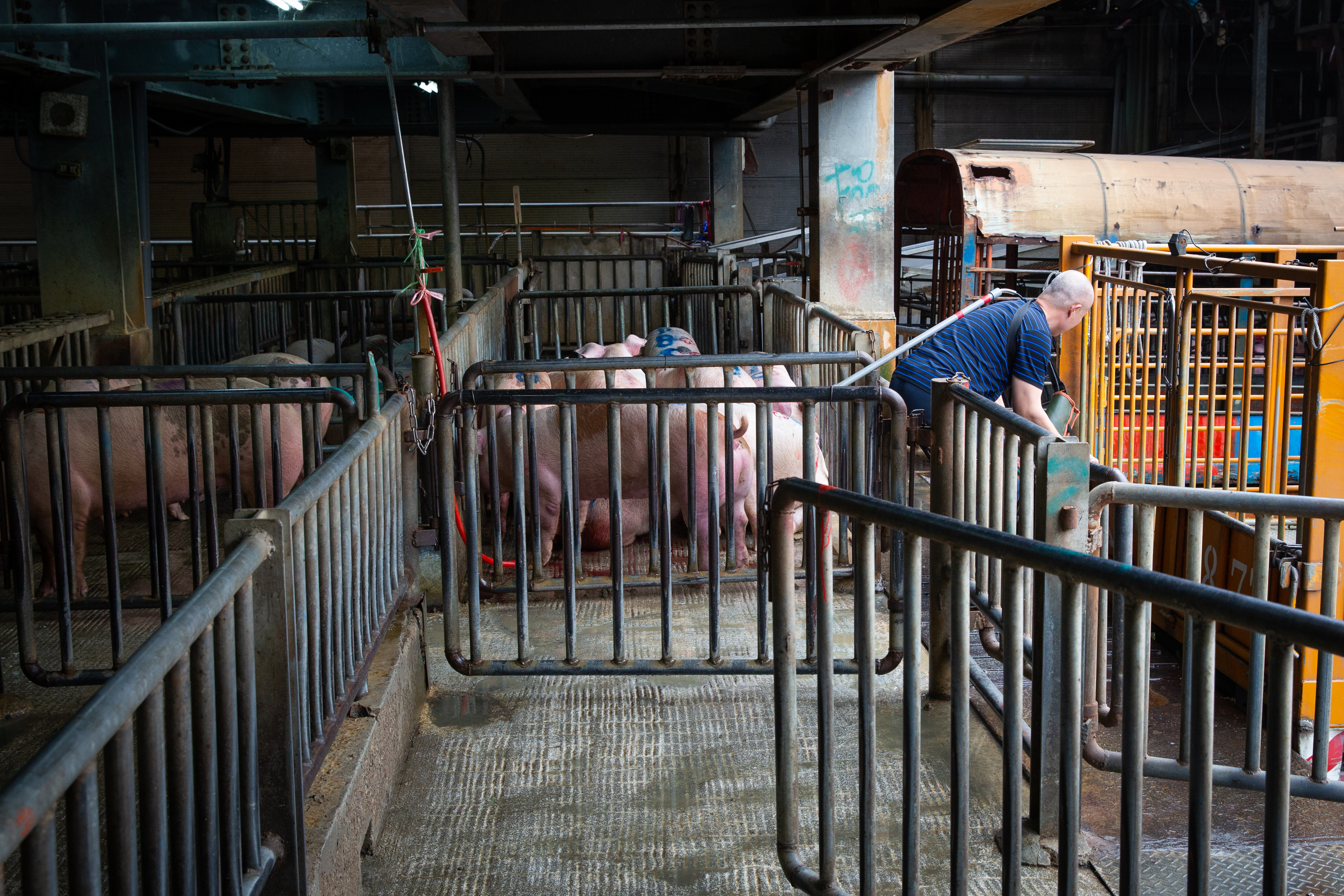 農委會今傳來喜訊，我國豬肉明年有望宣布脫離口蹄疫區，重返外銷市場。