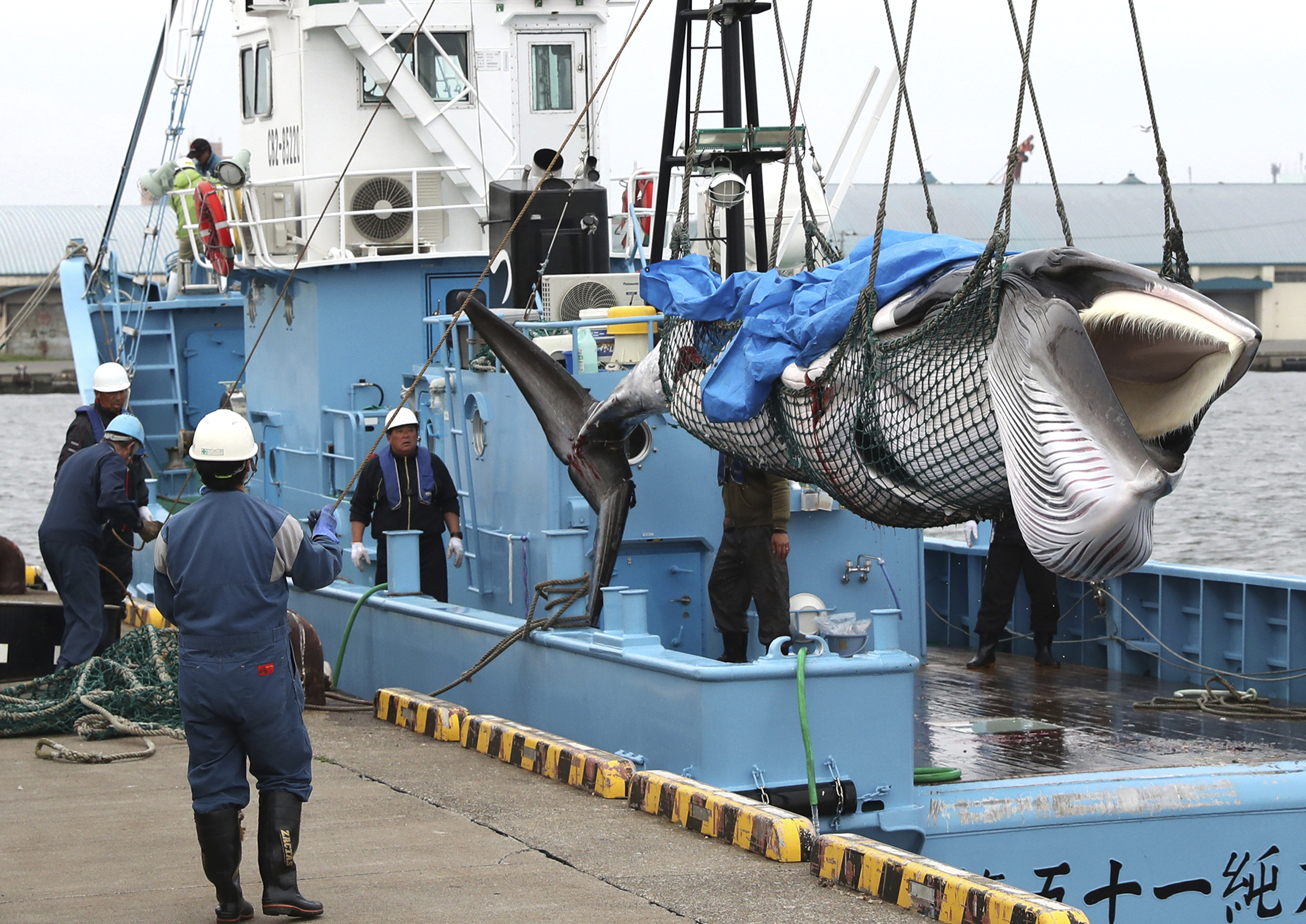 2019年7月1日，日本重啟商業捕鯨，一頭被捕獲的小鬚鯨被帶回北海道碼頭。（東方IC）