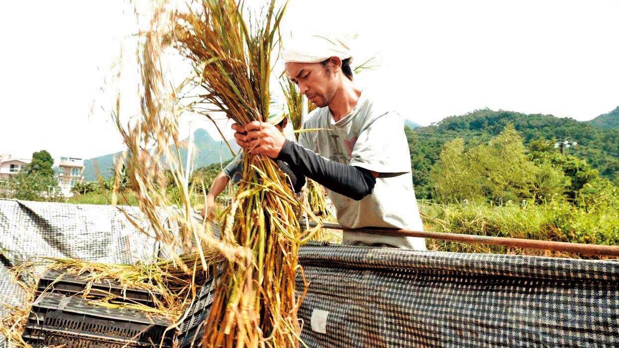 雨傘運動後,連安洋決定嘗試回到土地上生活,當了3年的農夫,自己種田收成。(連安洋提供,袁易天攝影)