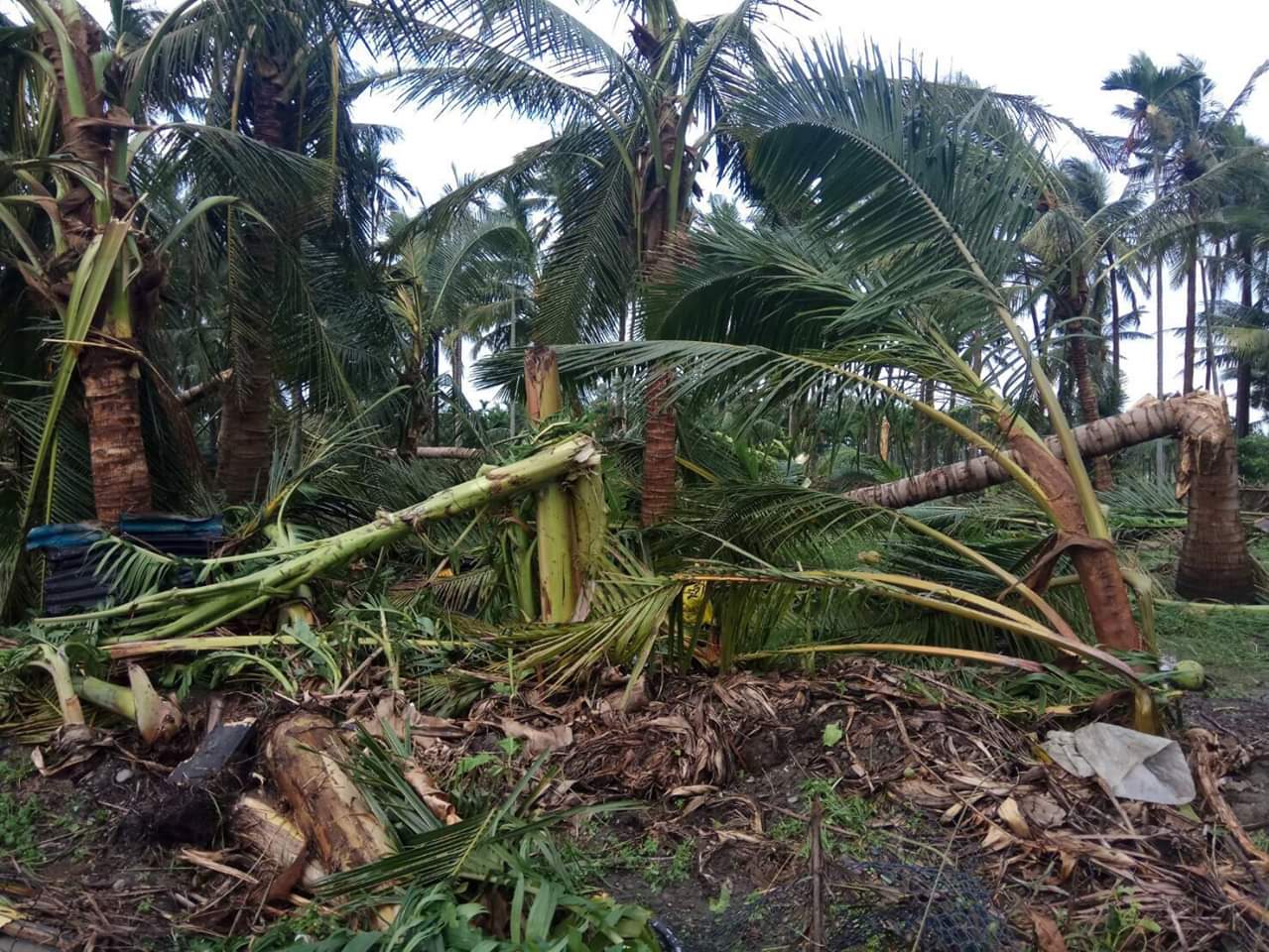 屏東龍捲風威力強大，椰子園被吹的東倒西歪。（翻攝畫面）