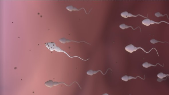 紀錄片《親愛的，蟲蟲不見了》探究長度約0.05 毫米的精子引發的大問題。（公視提供）