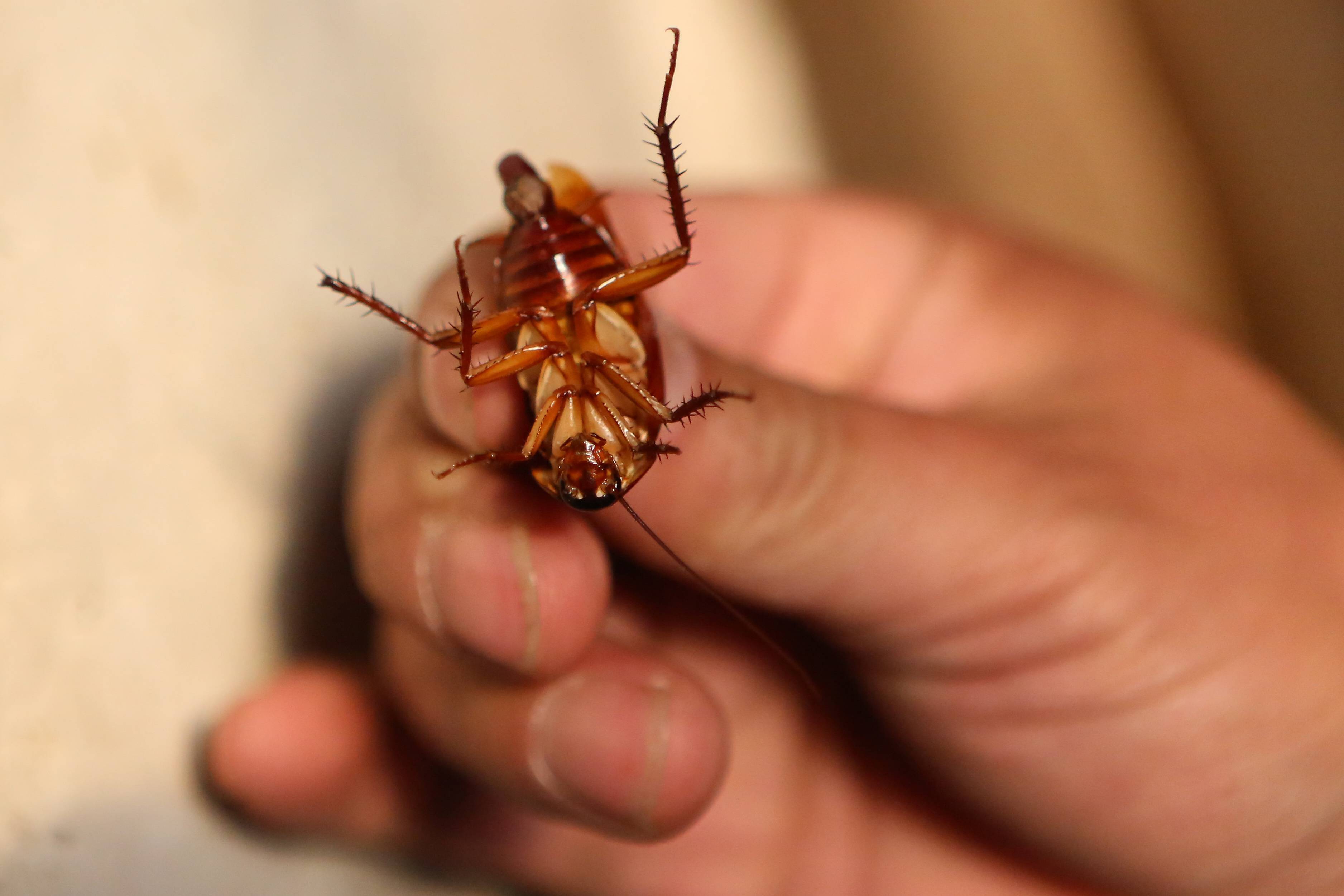 研究發現，由於人類經常使用混合殺蟲劑滅蟑，導致蟑螂產生抗藥性。（東方IC）