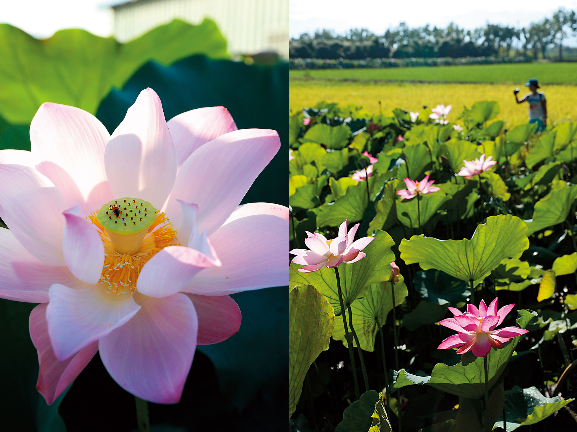 這朵蓮花已開到第3天，停留在蓮花上的蜜蜂，正細緻地整理腳上的花粉。