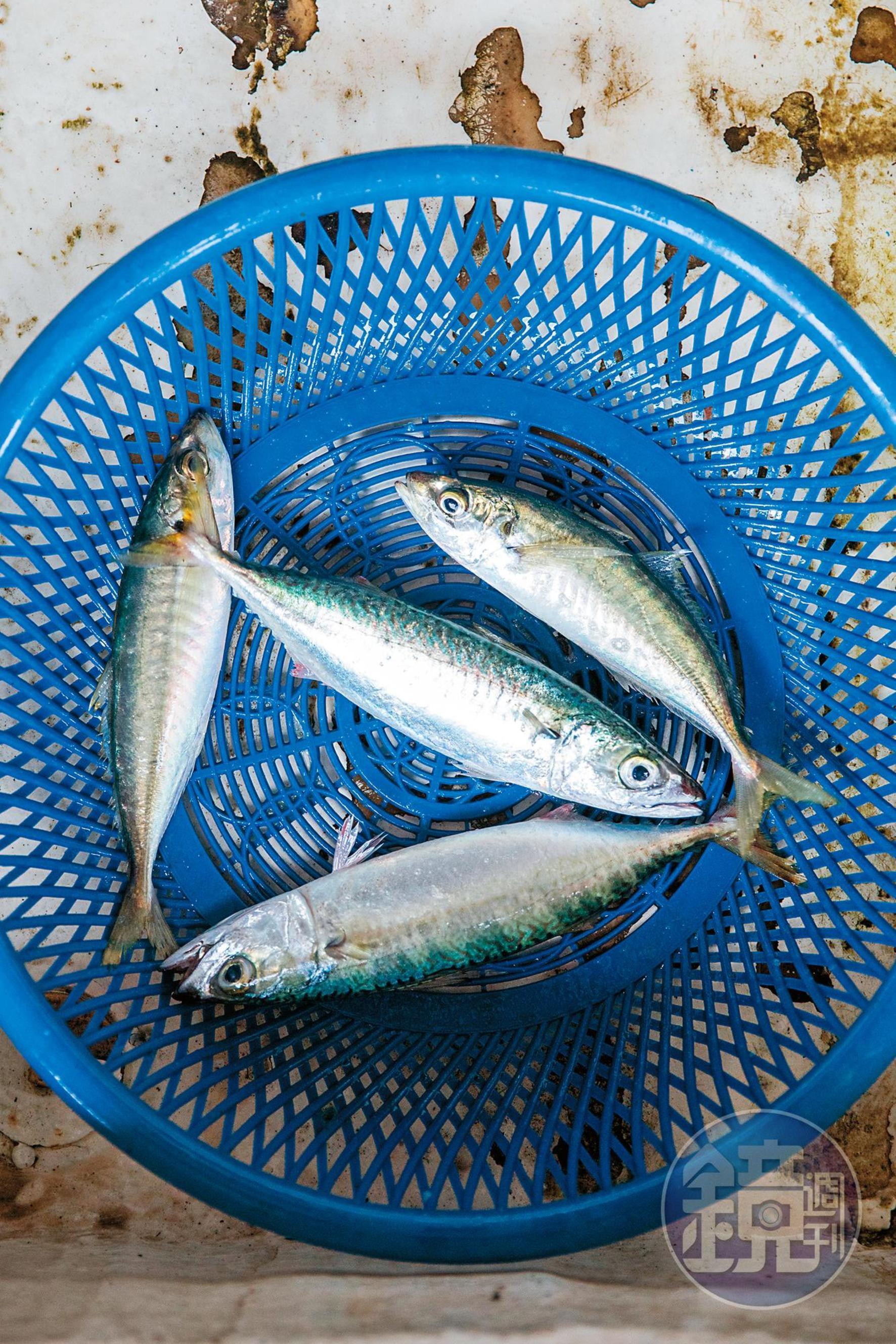 「島嶼慢魚體驗」希望推廣吃當季漁獲。