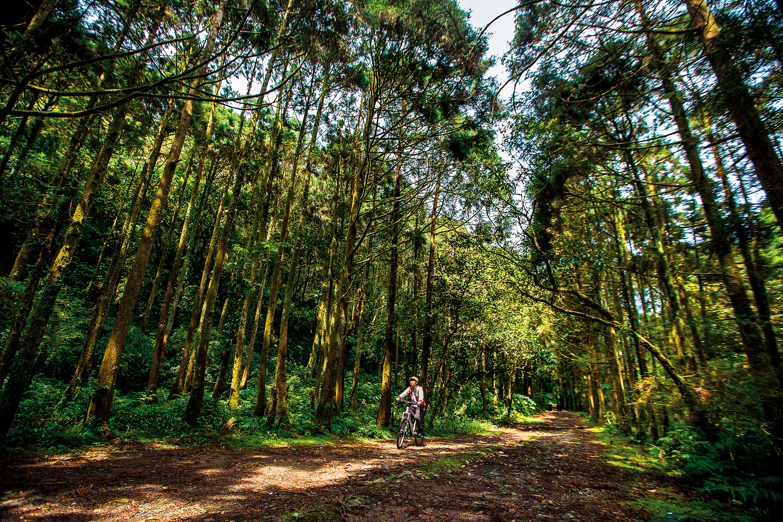 伐木後的人工造林，與坡度平緩的路徑，是「坪溪古道」最誘人的特色。