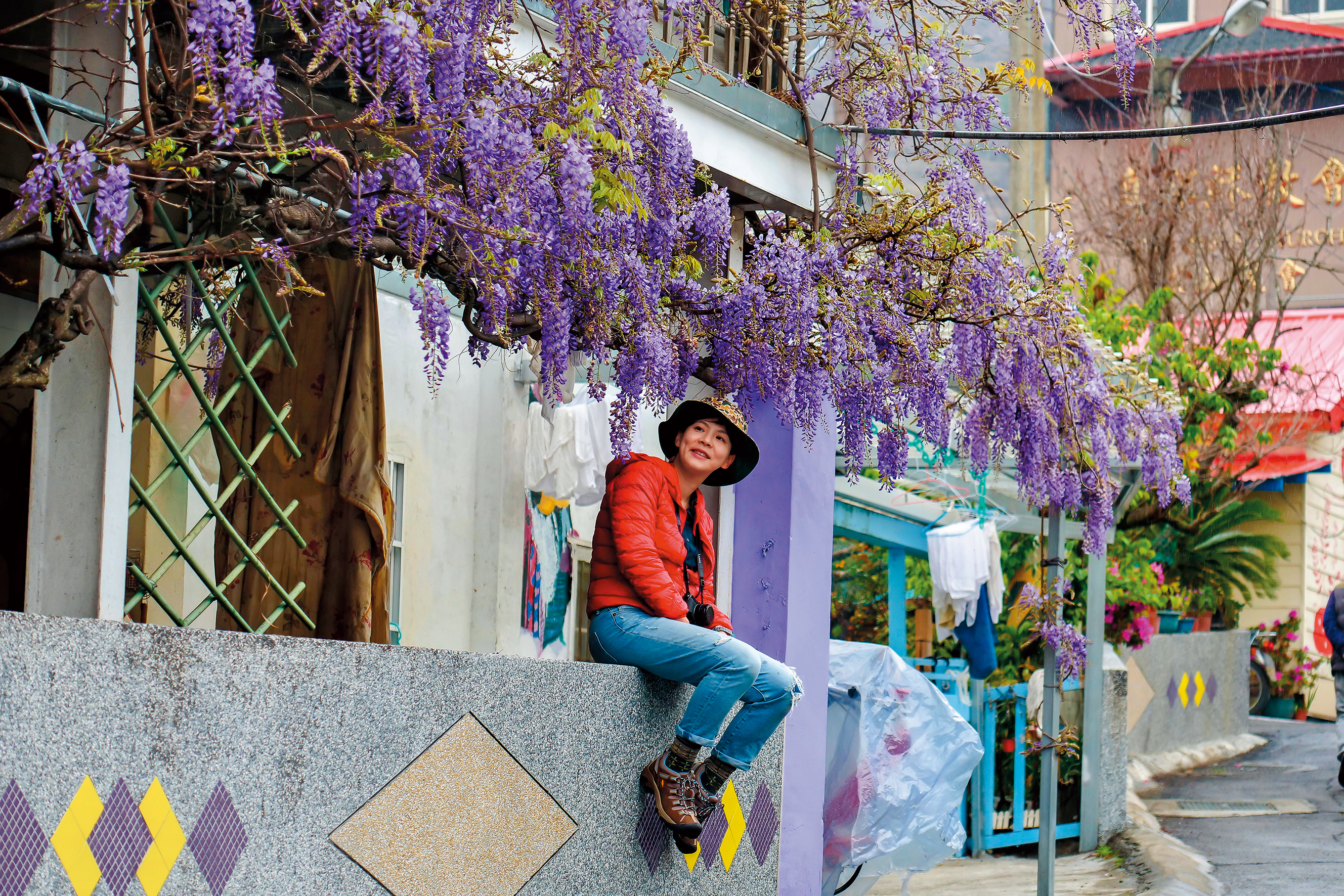 沿著部落散步，不少住戶門前都能發現美麗的紫藤花。