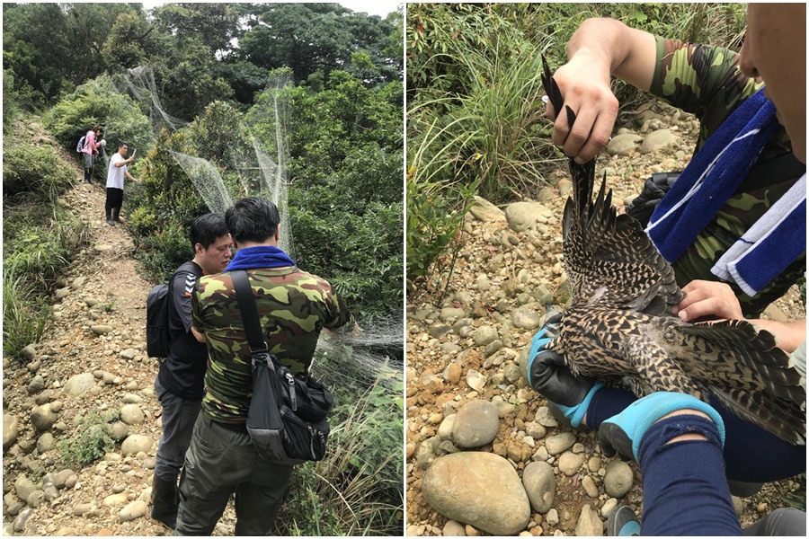 新竹林管處與保7總隊警方拆網，救保育類鳥類。（林管處提供）
