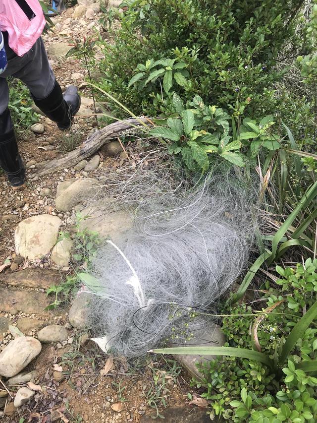 林管處拆鳥網。(林管處提供)