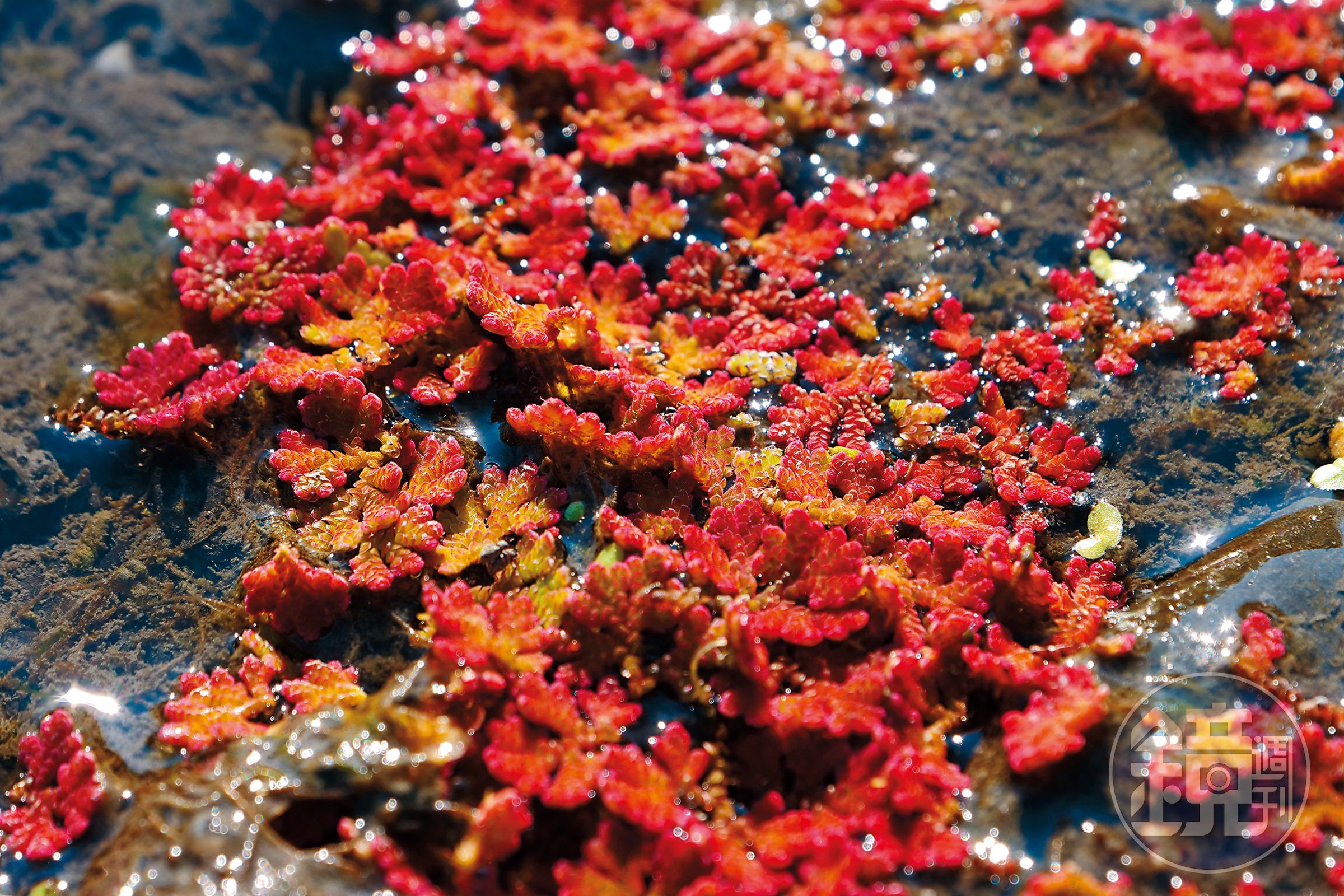 位在濁水溪上游的「滿江紅」，冬春之際變色後，形成有如大地畫布的景觀。