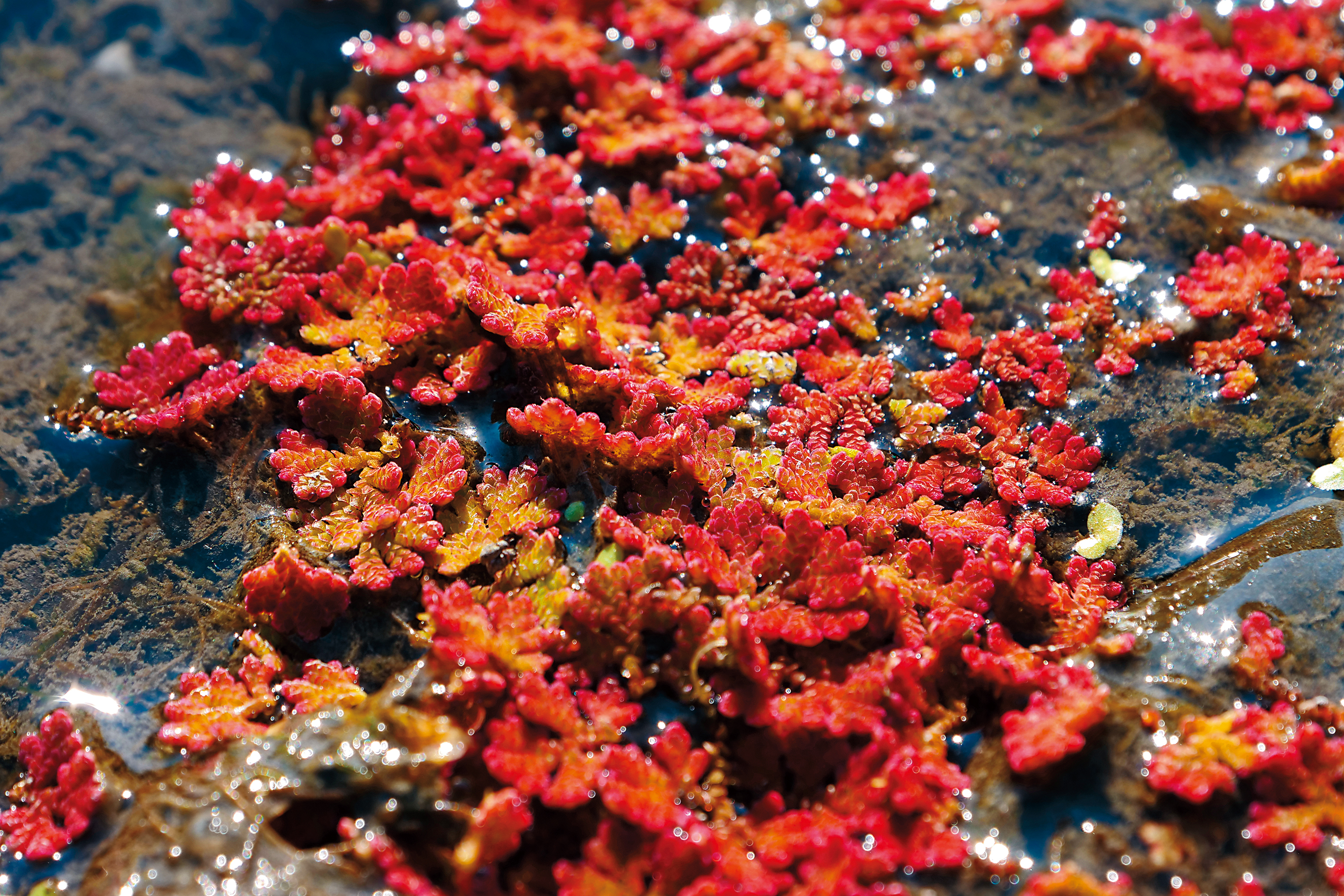 位在濁水溪上游的「滿江紅」，冬春之際變色後，形成有如大地畫布的景觀。