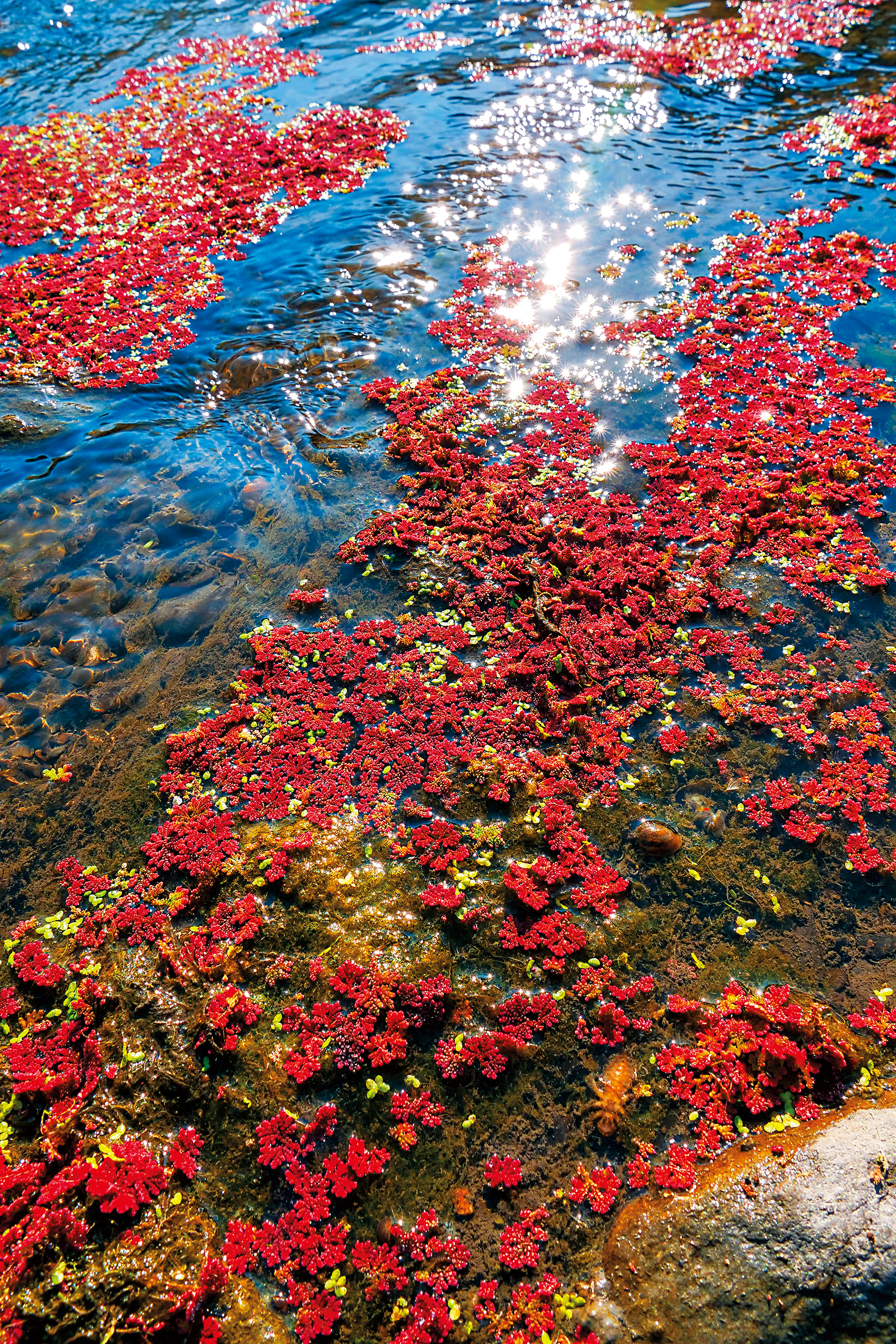 滿江紅隨著水流漂浮。