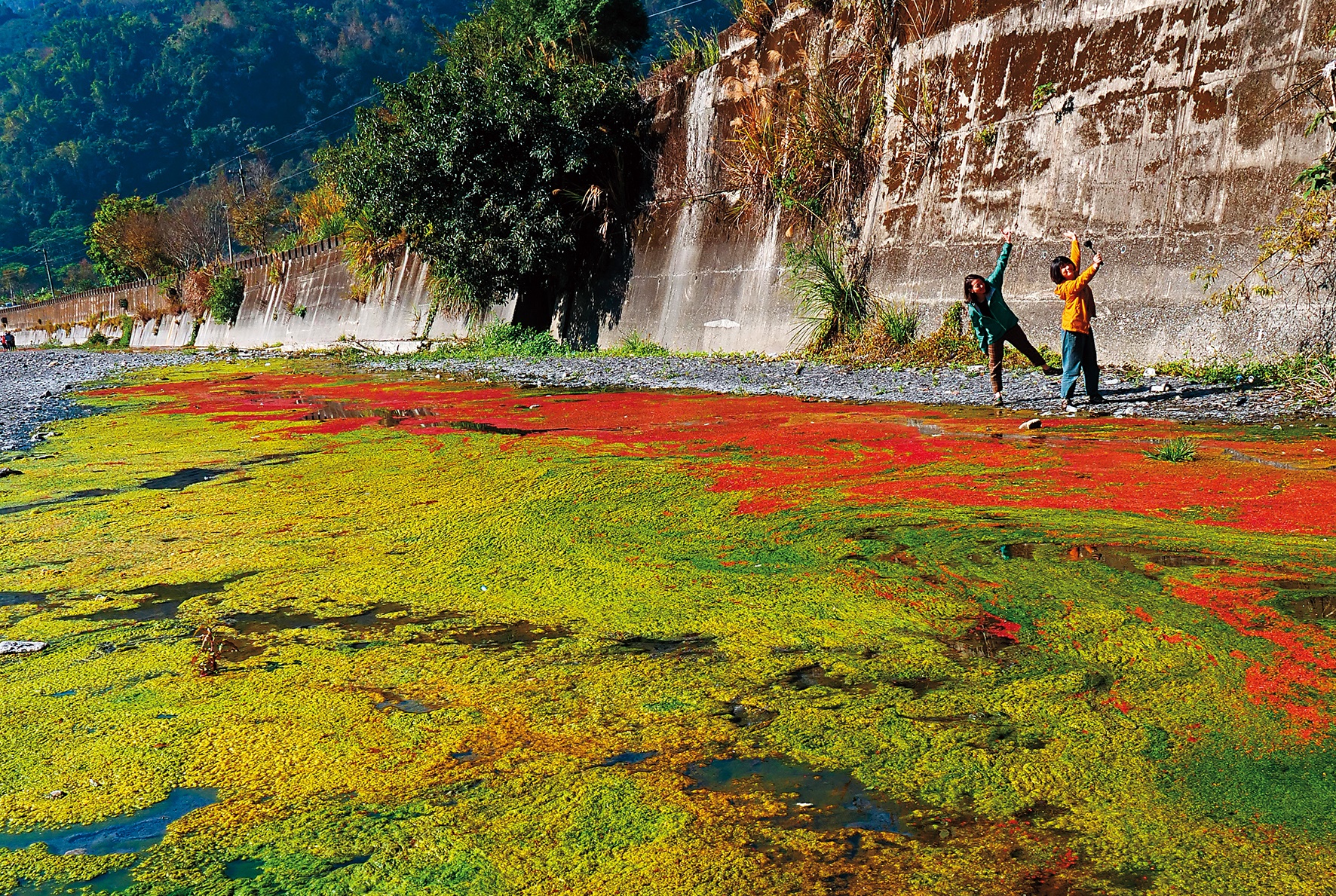 紅綠相間的滿江紅，十分美麗。