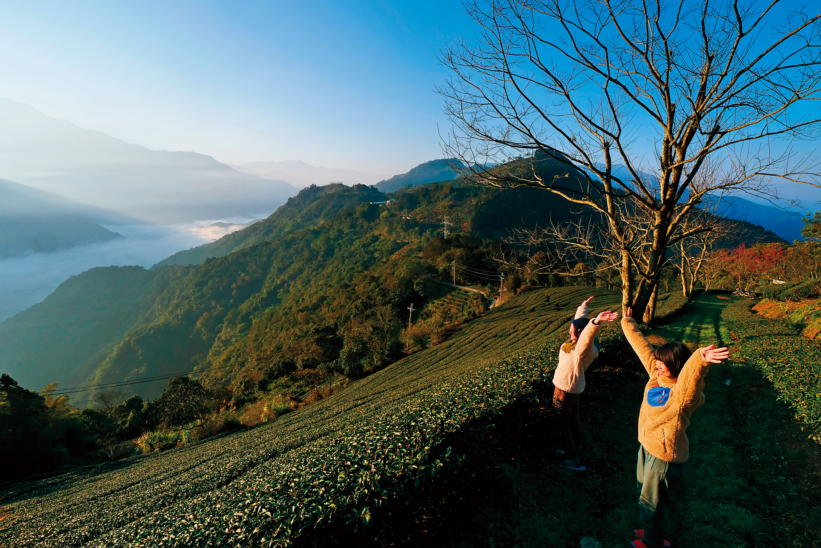 夜宿部落後，早起至茶園中觀賞雲海，才不枉此行。