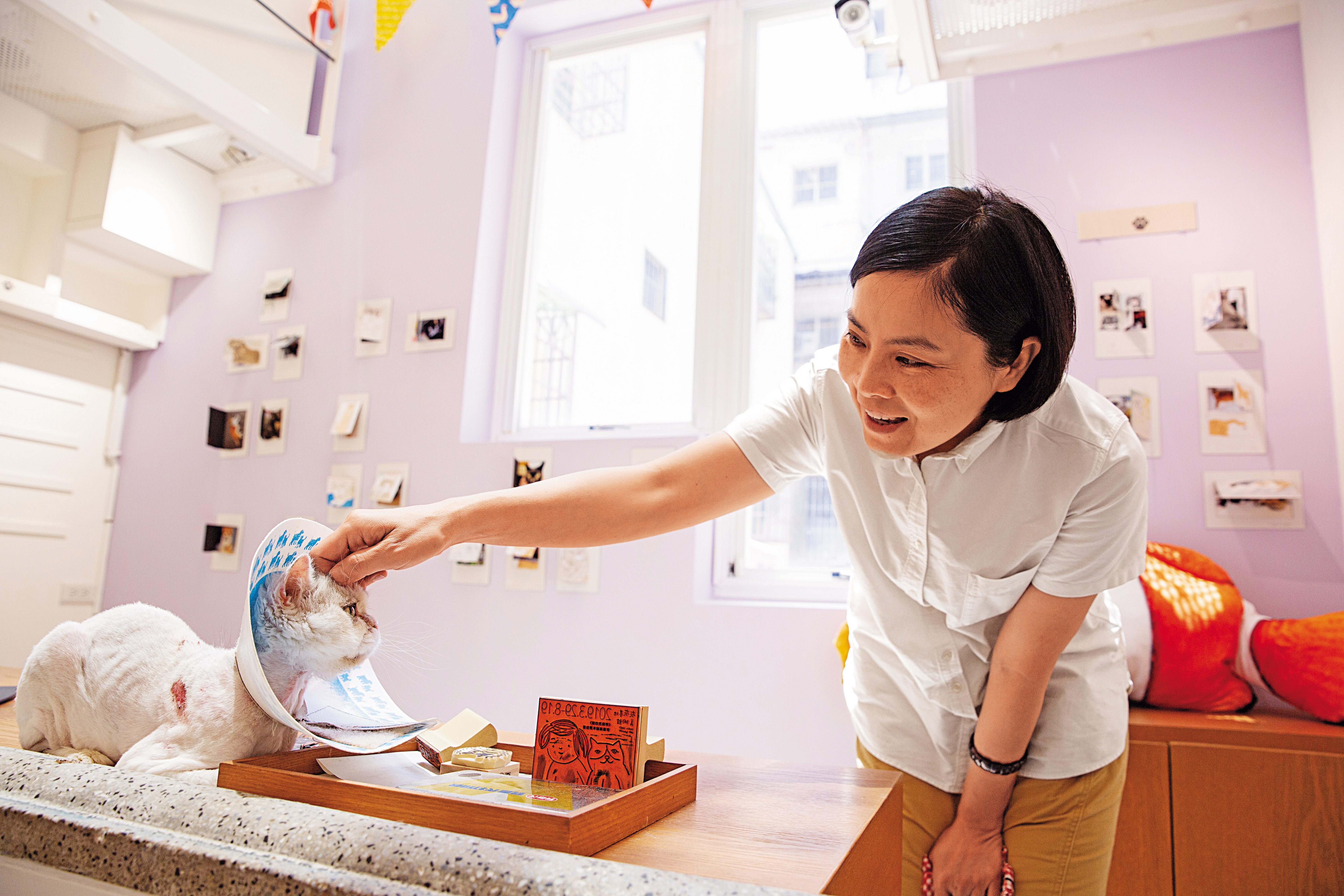  「灰灰基地美術館」2樓住了幾隻貓，這隻11歲的白貓「啵啵」才剛搬進來，正在治療異位性皮膚炎和腳傷。牠一看見李瑾倫靠近，喵喵不停狂撒嬌。