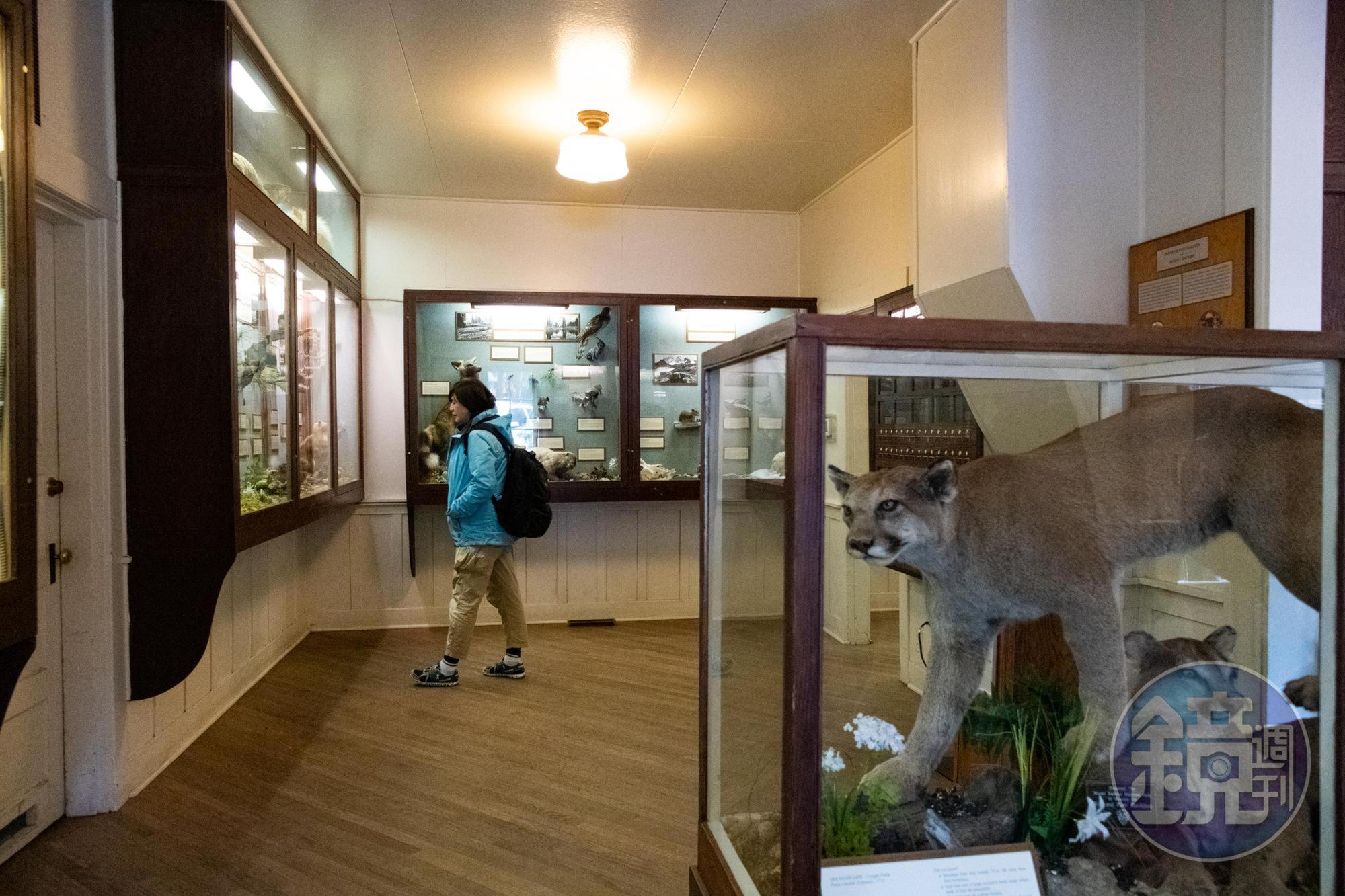 Longmire的小博物館裡，提供旅遊資訊，也展示當地的動、植物標本。