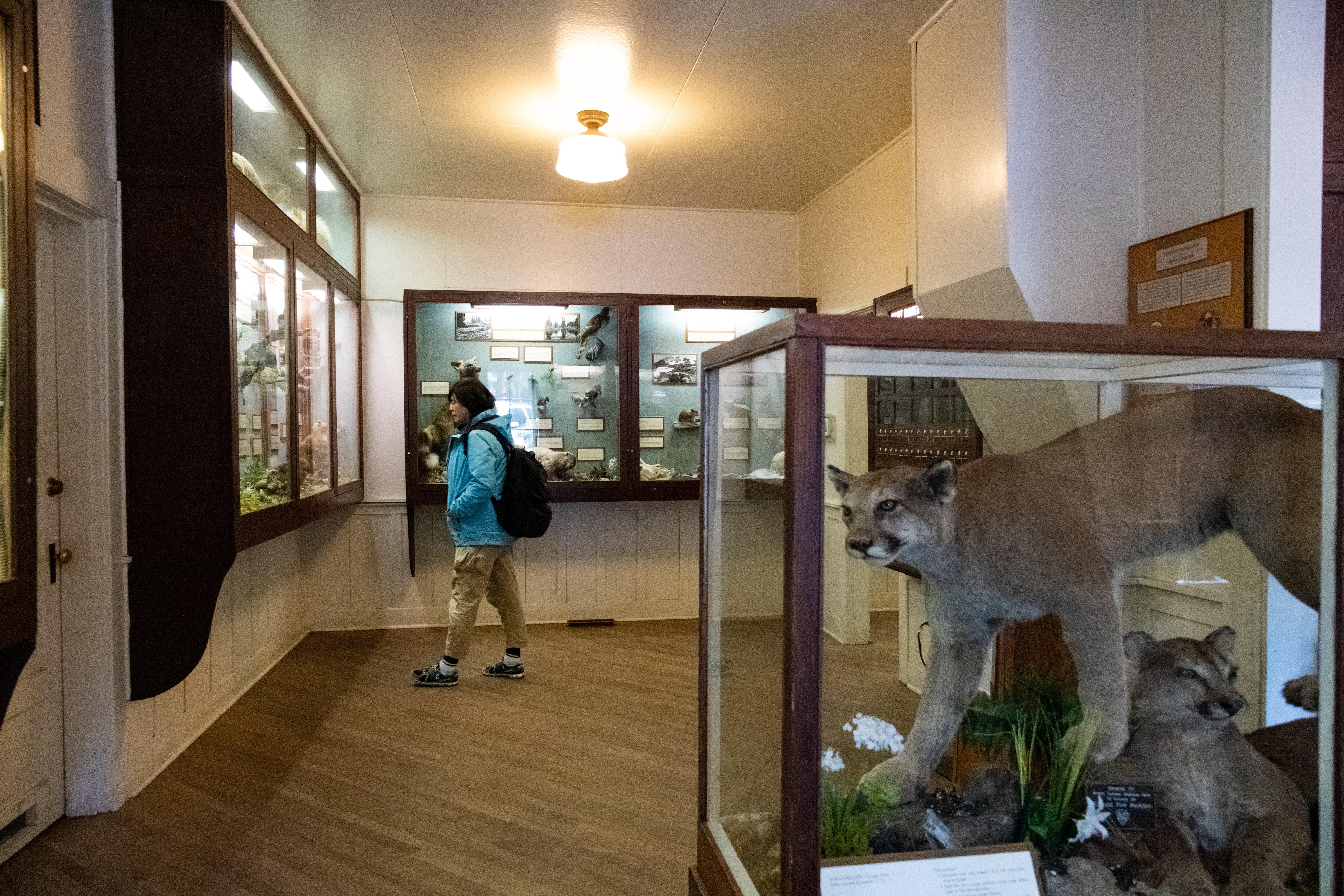 Longmire的小博物館裡，提供旅遊資訊，也展示當地的動、植物標本。