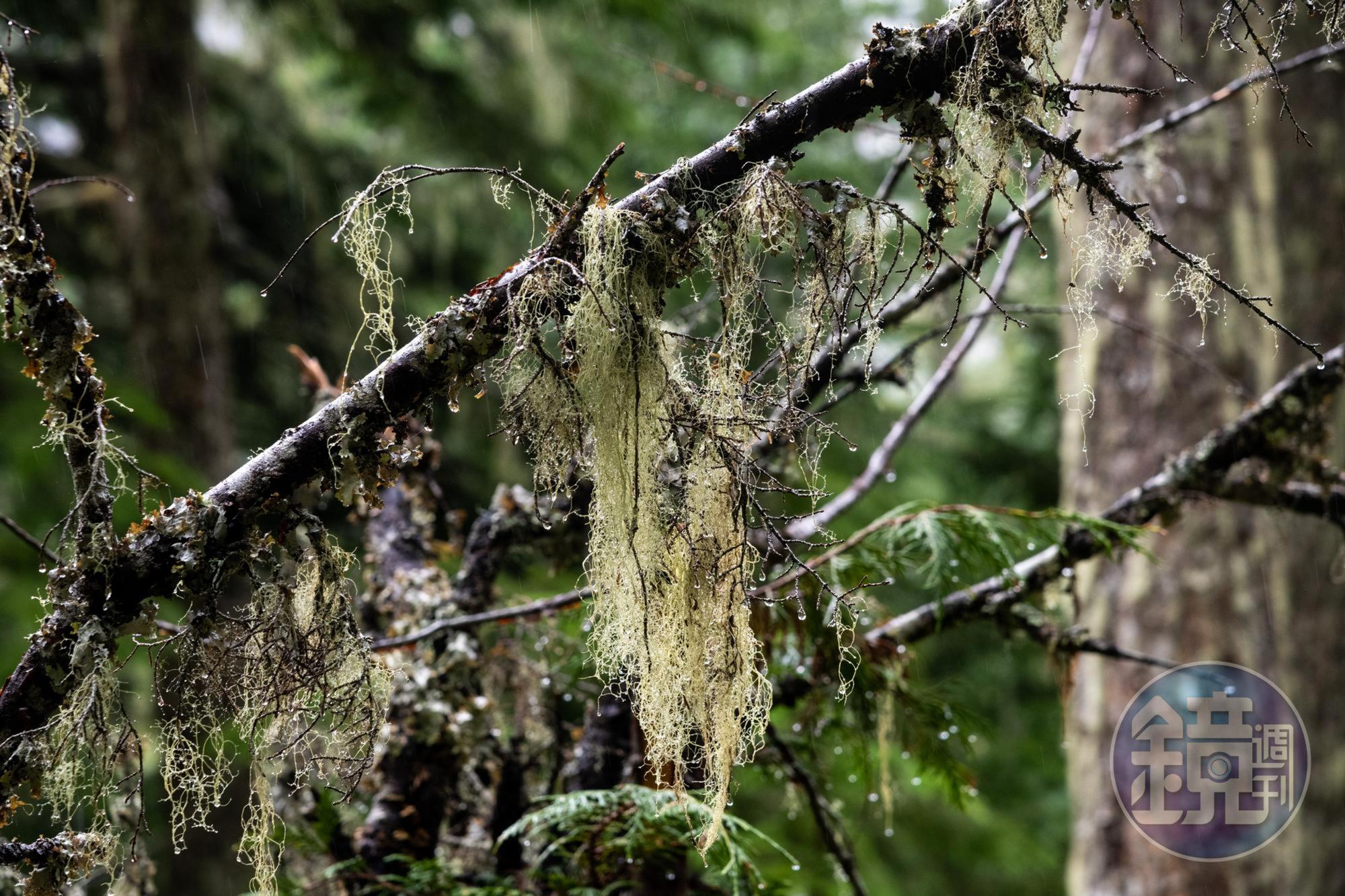 瀑布源頭附近長滿goat’s beard lichen，是空氣超級乾淨的證明。