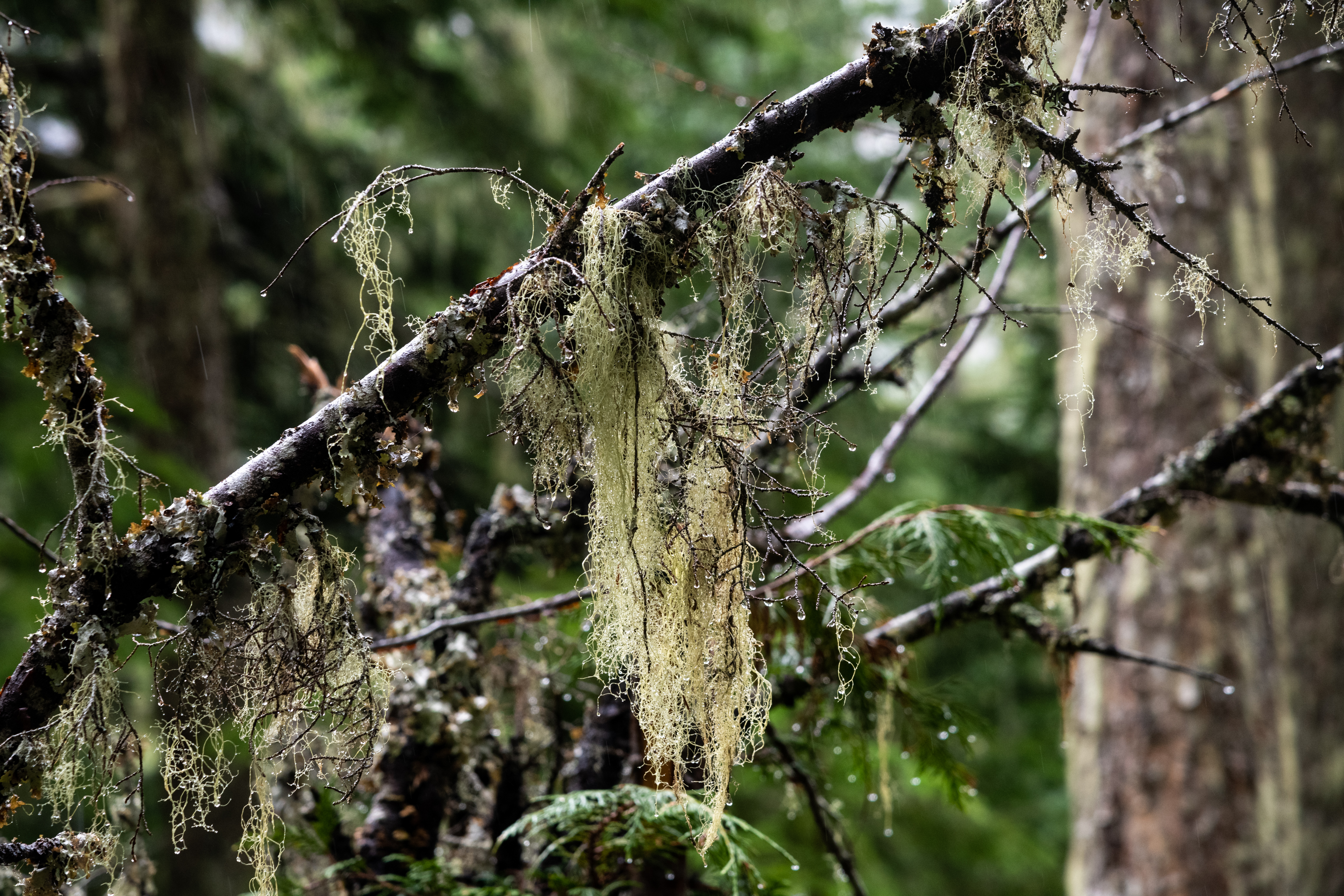 瀑布源頭附近長滿goat’s beard lichen，是空氣超級乾淨的證明。