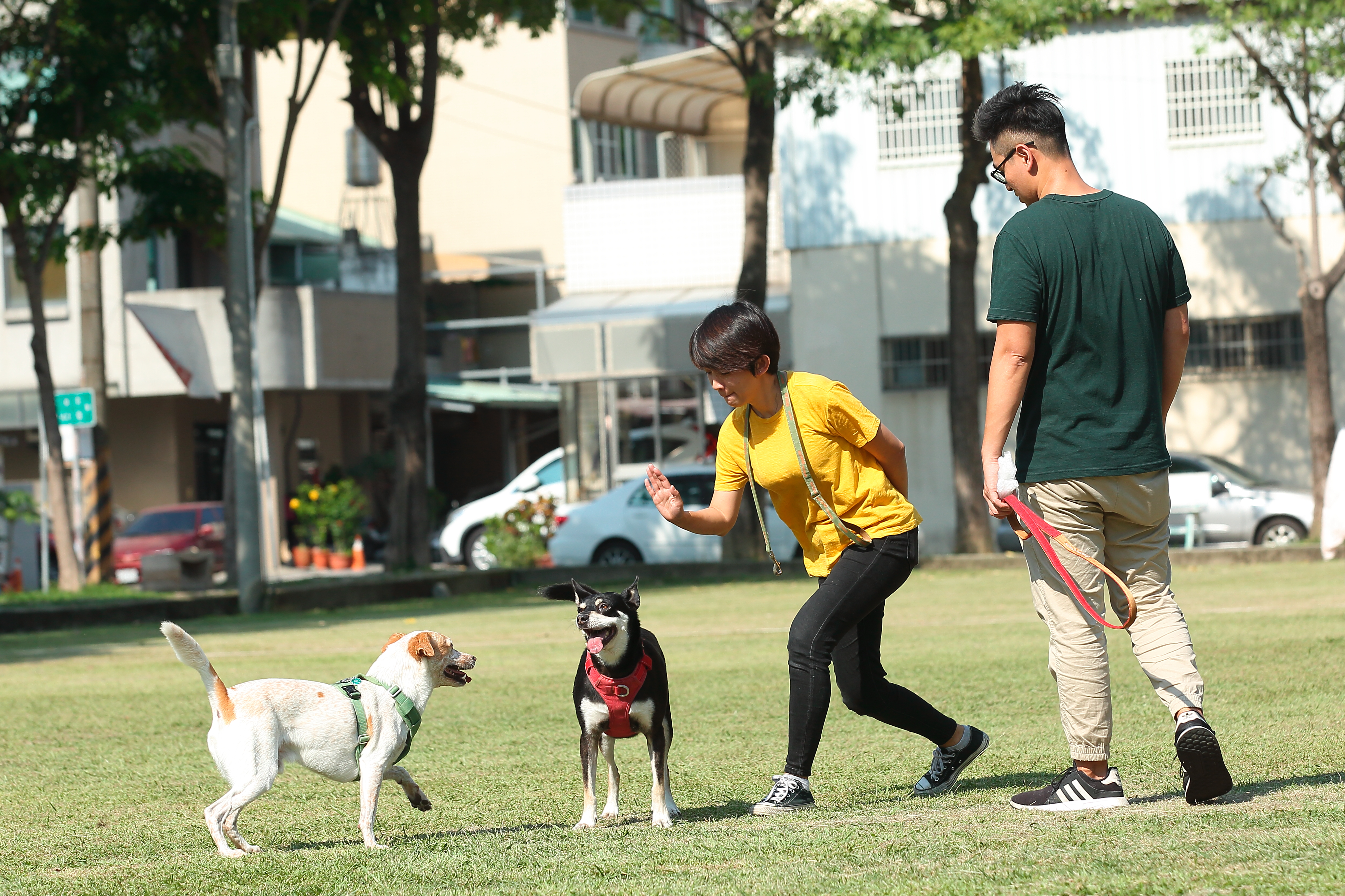 過去，劉憲宗（右）雖然沒有長期養狗的經驗，卻因為太太譚柔（左）對流浪動物的狂熱婦唱夫隨。圖為二人帶自家飼養的米克斯，到浪浪別哭台中店附近的公園散步。