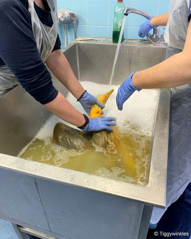 獸醫檢查後，才發現這隻鳥只是全身被覆蓋咖哩或薑黃的海鷗，並幫牠清洗乾淨。（翻攝自臉書Tiggywinkles Wildlife Hospital）