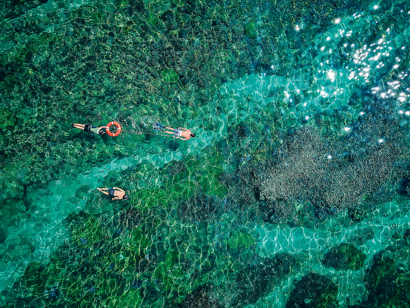 當水質清澈、光線充足時，從澎湖南方四島的海面上就能看見紫色的「鹿角珊瑚」，有如一片海底的薰衣草森林。