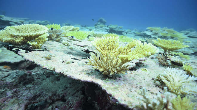熱浪讓海洋溫度異常上升，造成印度洋70%的硬珊瑚因此死亡。（翻攝自ZSL官網）