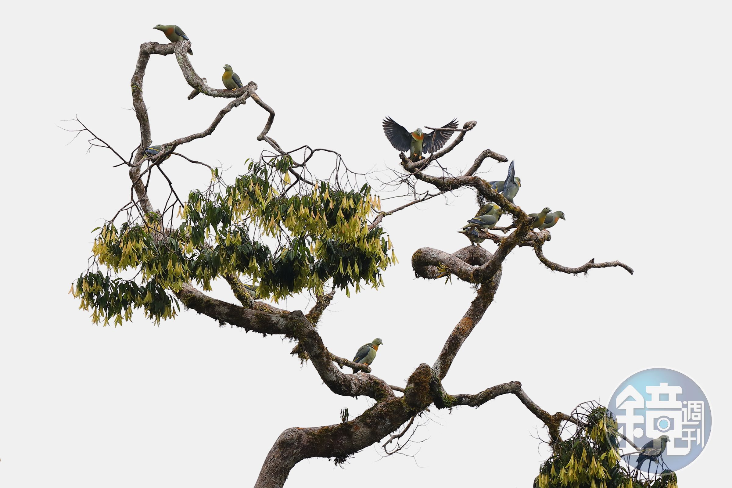 一群大綠鳩停棲在龍腦香樹上