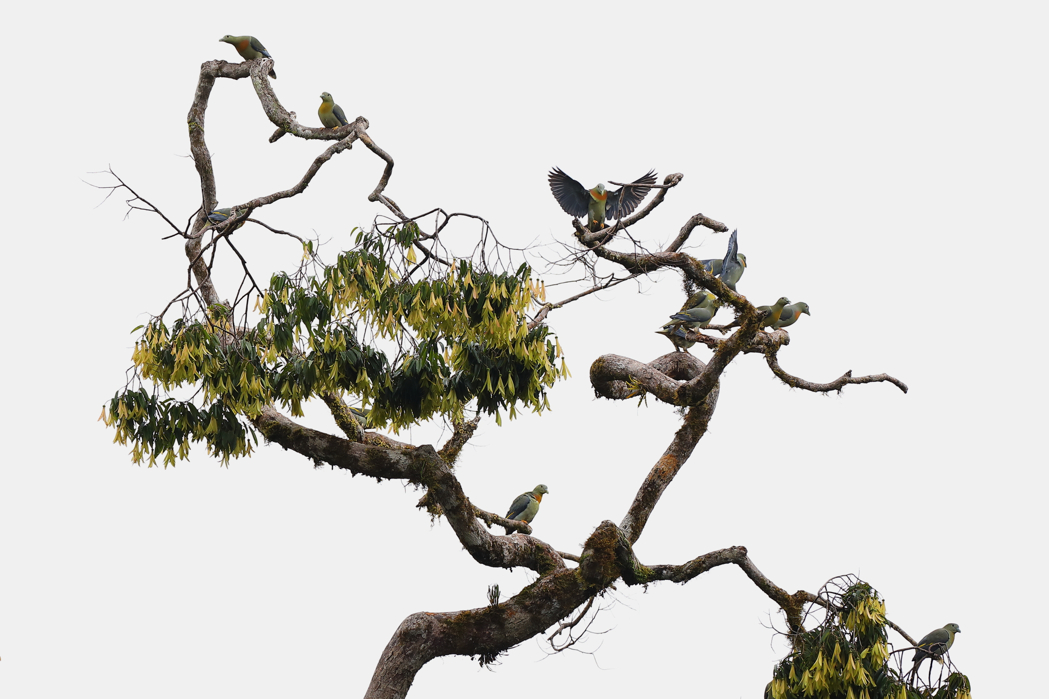 一群大綠鳩停棲在龍腦香樹上