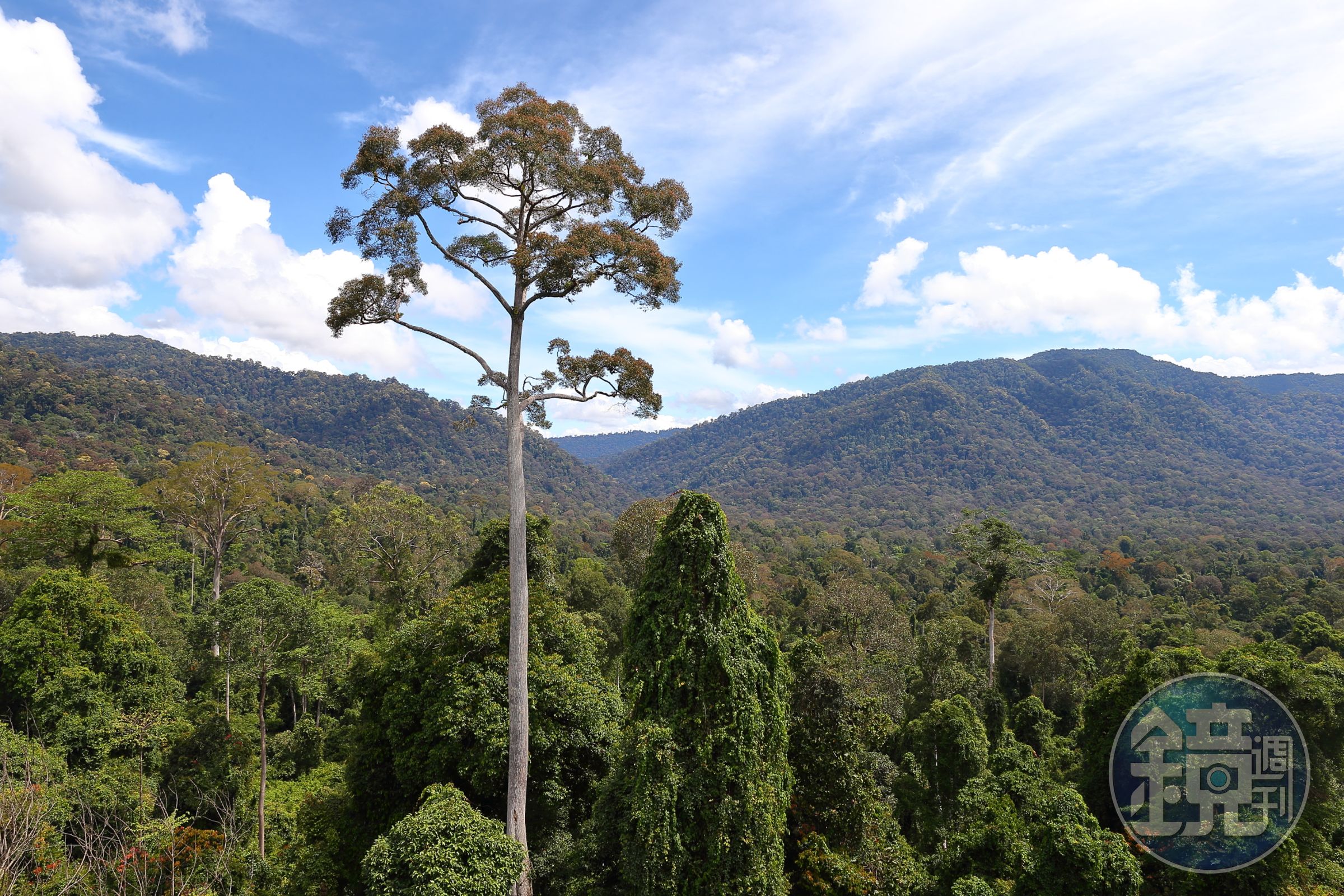 黃娑羅雙（Shorea faguetiana），最高的一種龍腦香