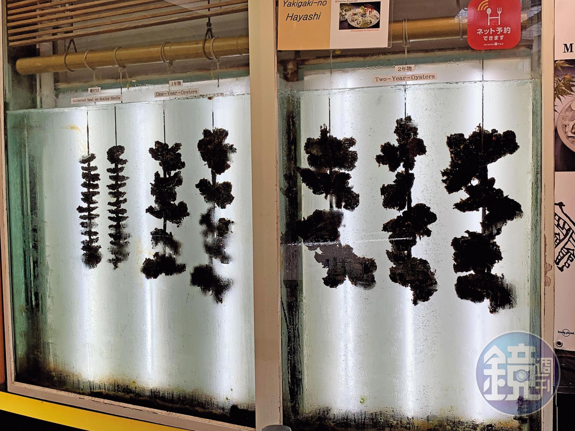 在海中生長的牡蠣，左1、2是牡蠣苗，左3、4為1年生牡蠣，右1至3則是可以銷售的2年生。