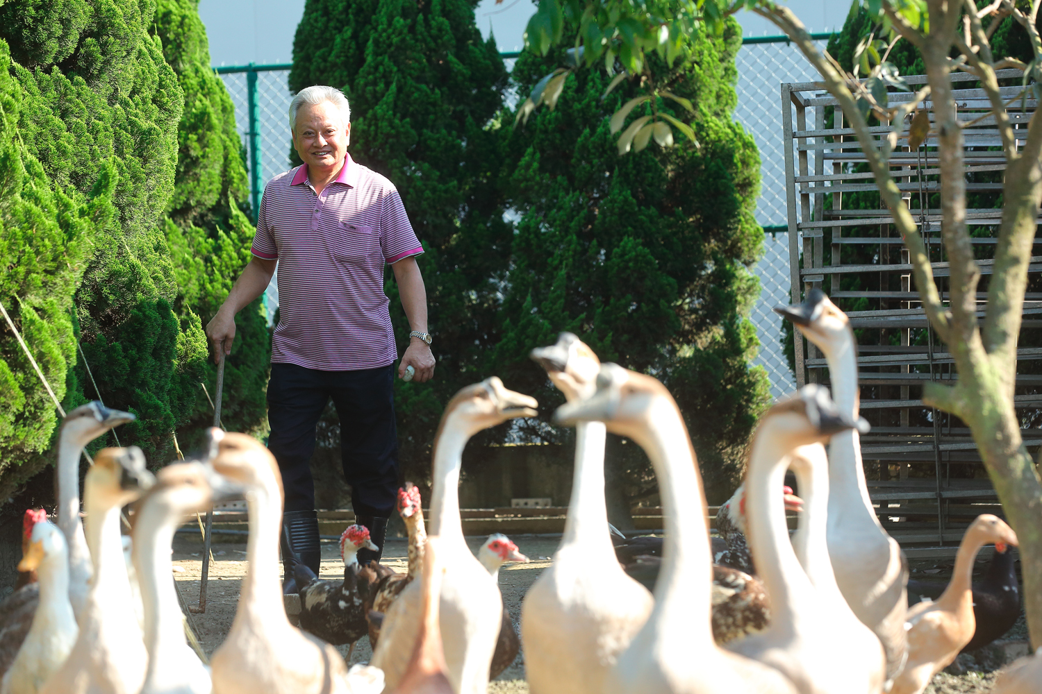 許倉賓的農場裡養了不少雞、鴨、鵝，甚至還會下蛋、孵出幼禽。